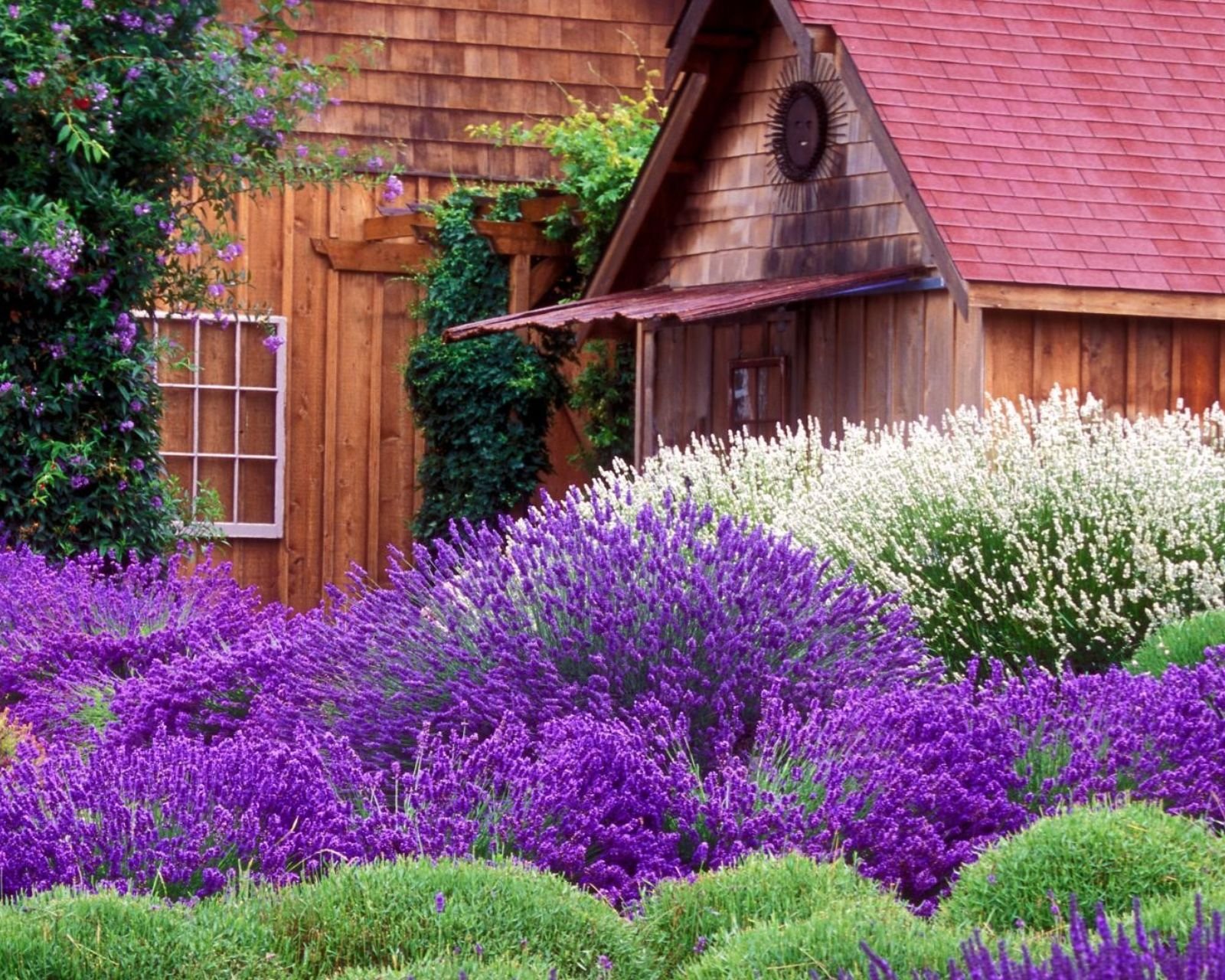 小清新,唯美,薰衣草,风景,植物,等待爱情,紫色