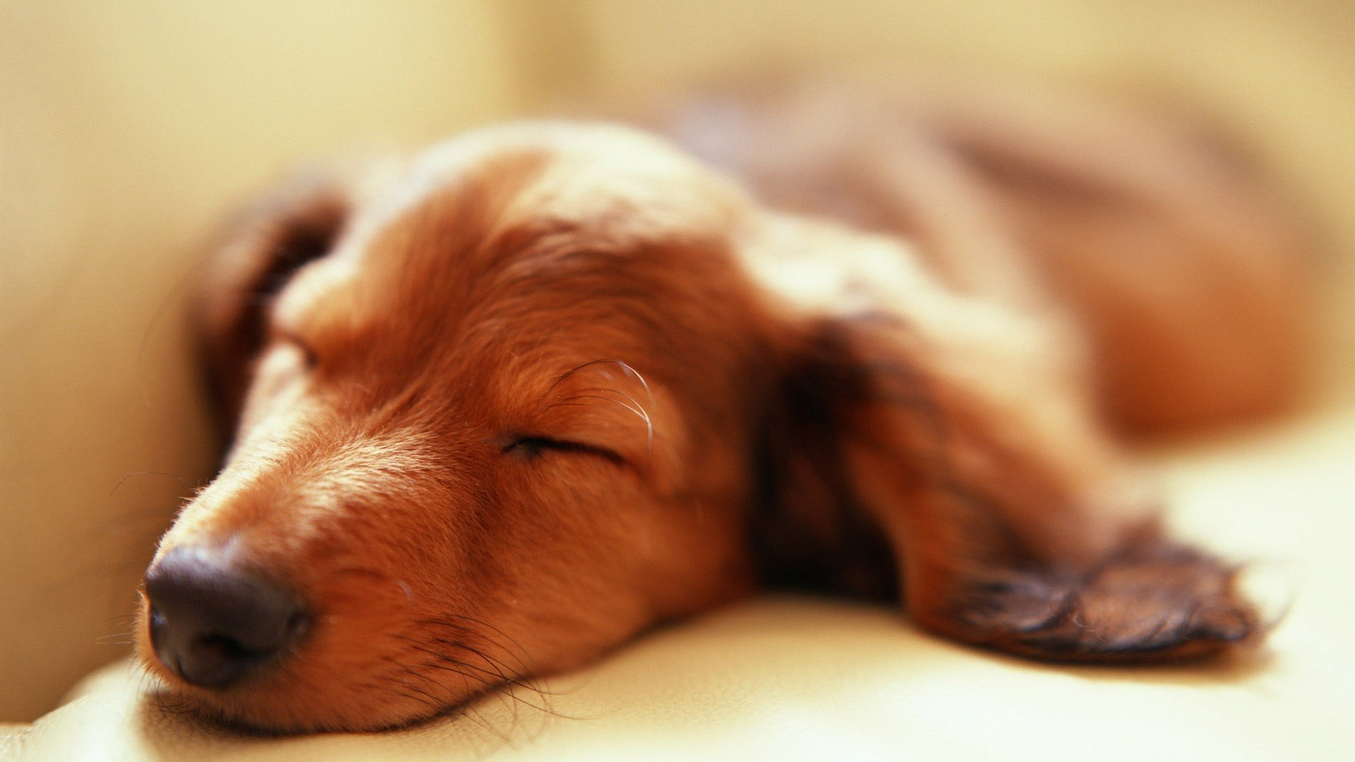 萌宠,动物,可爱,卖萌,狗,汪星人