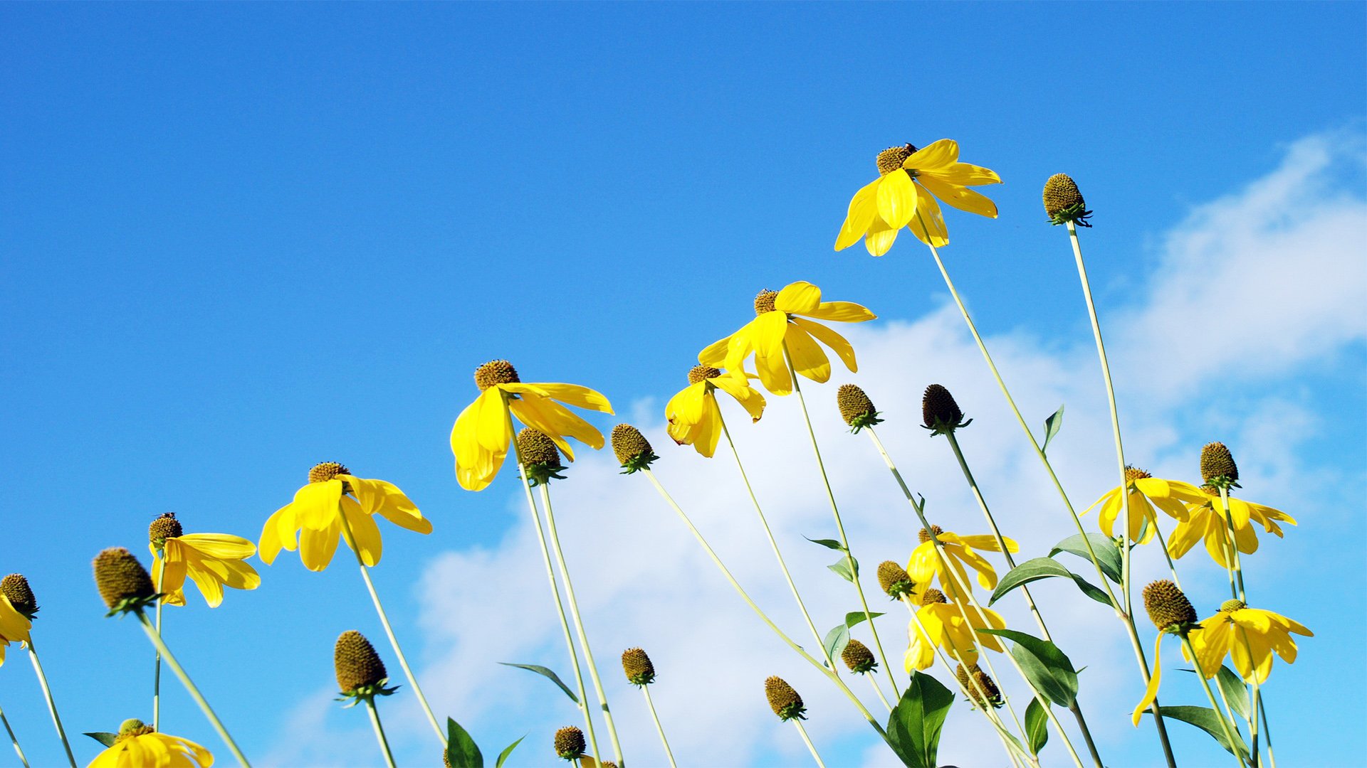 风景,自然风光,花朵,唯美,意境