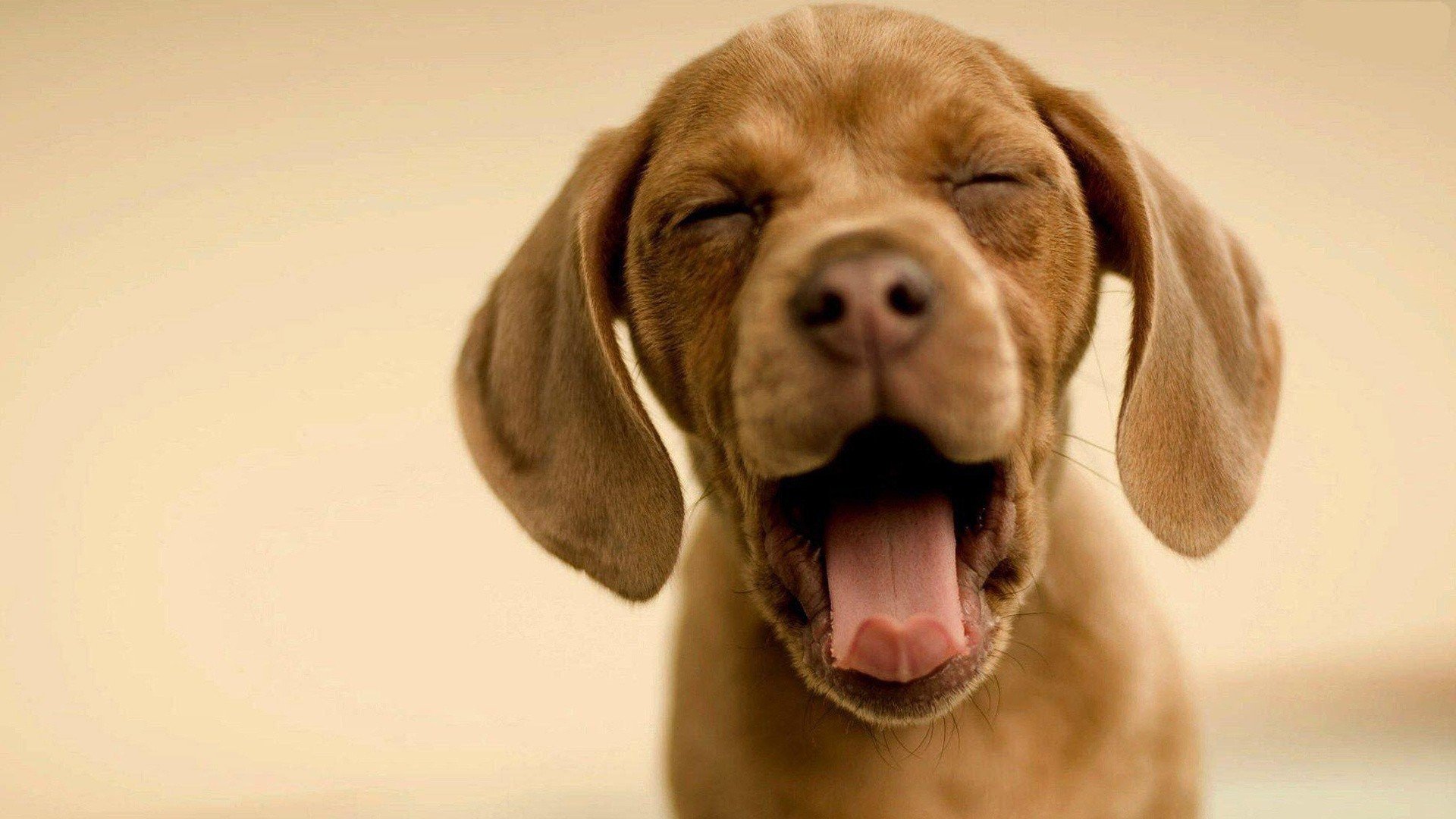 萌宠,动物,可爱,卖萌,狗,汪星人