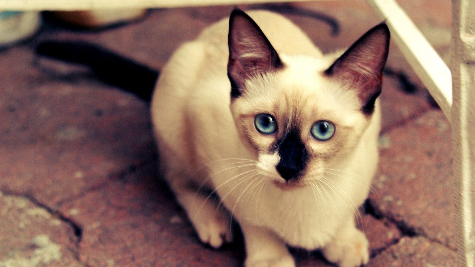 萌宠,动物,可爱,卖萌,猫咪,喵星人