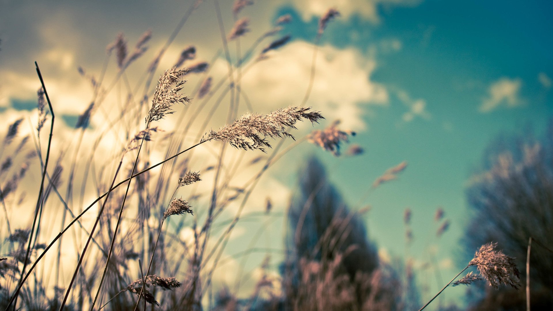 风景,自然风光,意境,炎炎夏日,麦田,麦苗,收获