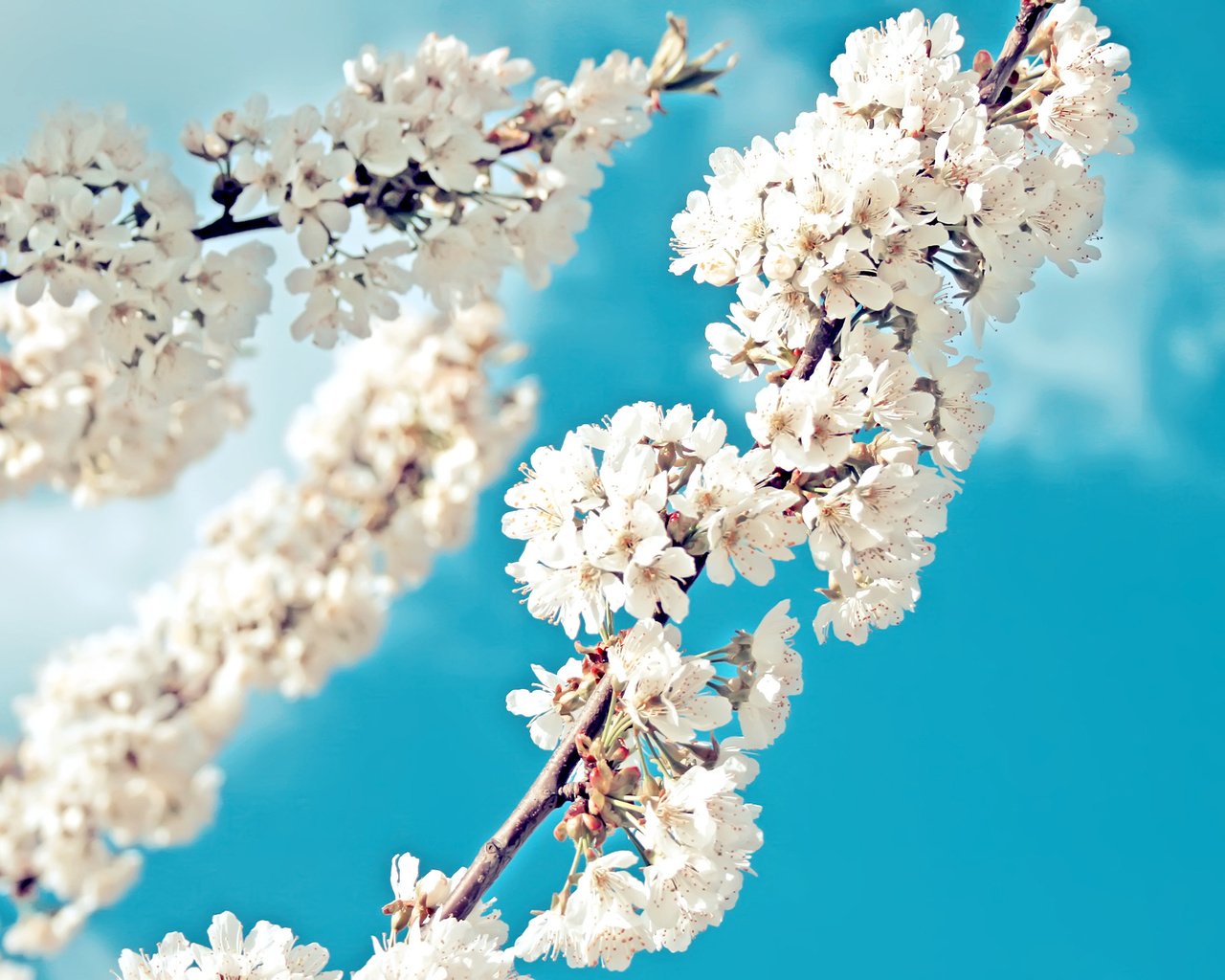 小清新,温暖,干净,安静,温馨,唯美,静物,物语,花,春天