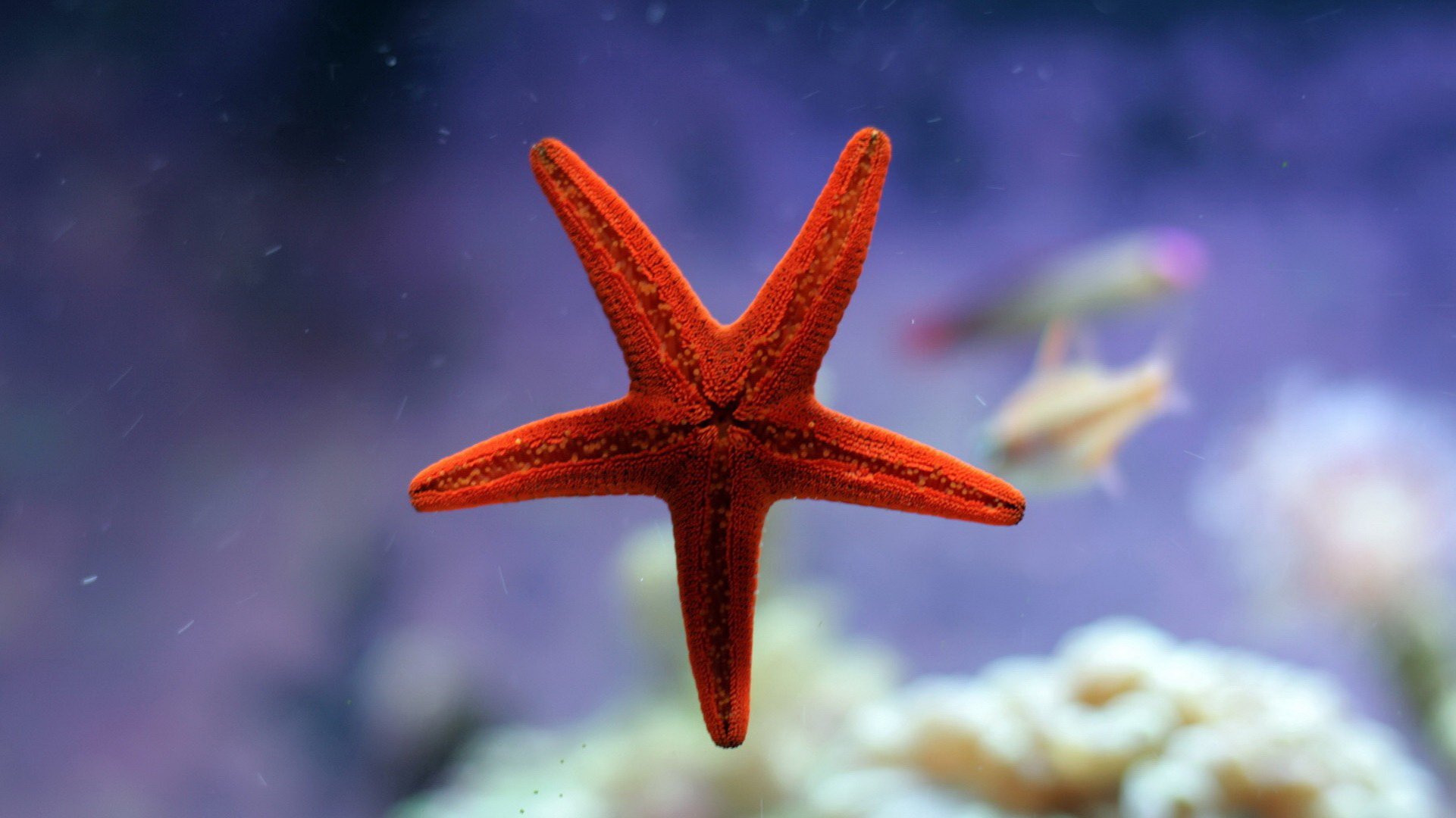 动物,海底世界,海洋生物