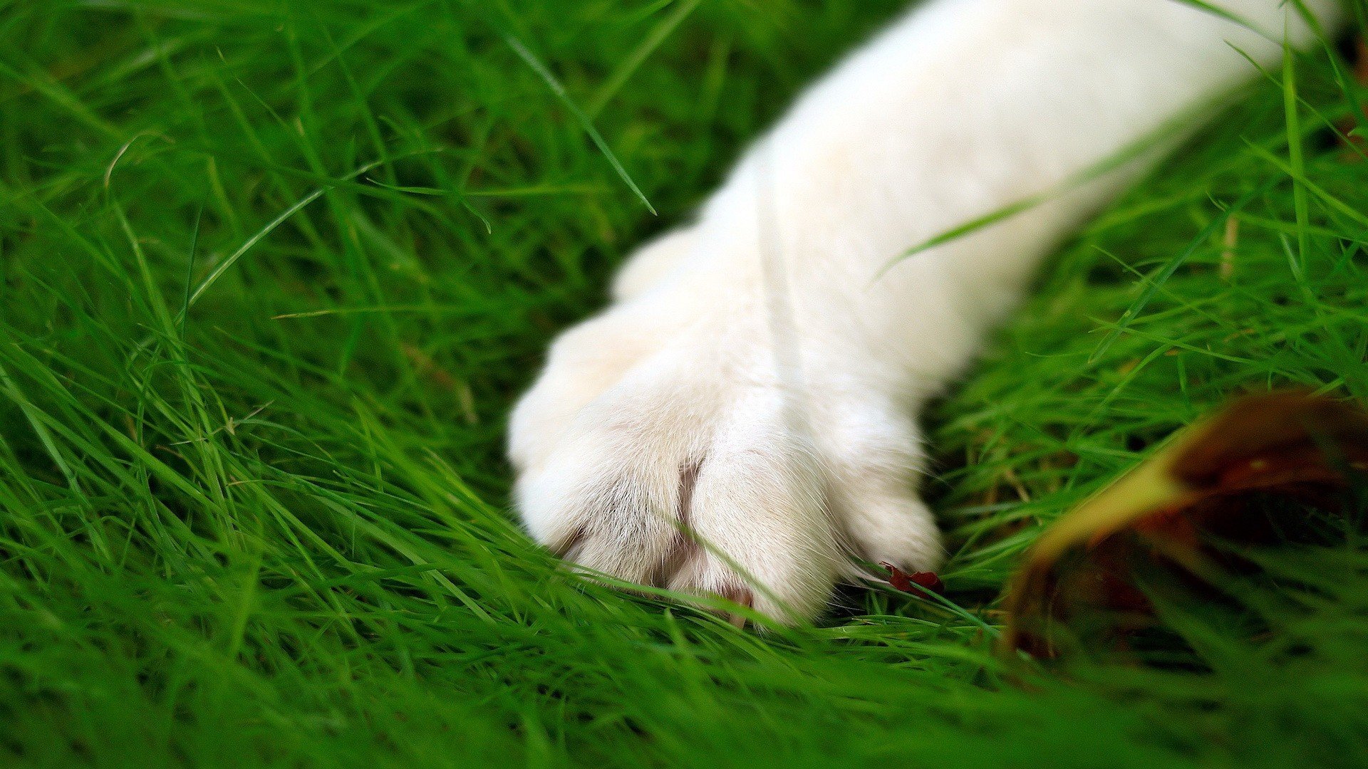 动物,萌宠,喵星人,猫咪,猫爪