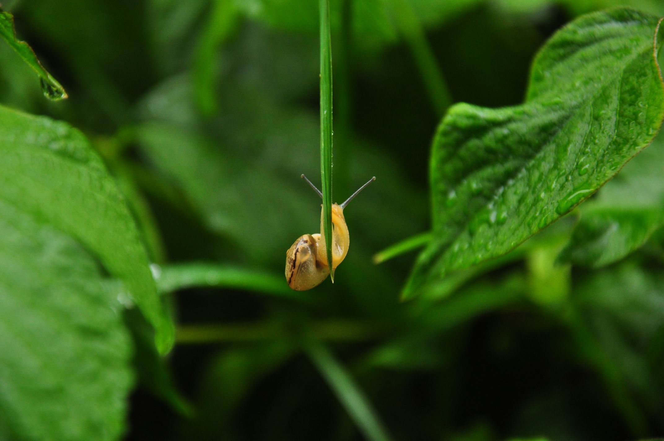 小清新,唯美,温馨,安静,绿色养眼,植物