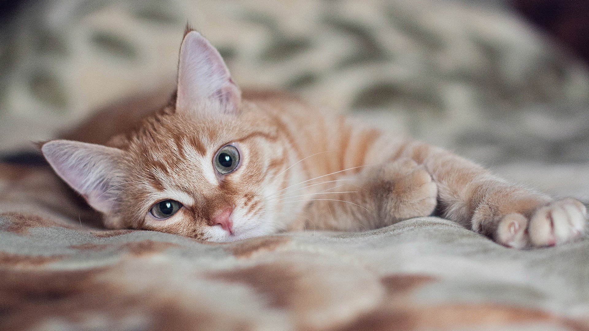 萌宠,动物,可爱,卖萌,猫咪,喵星人