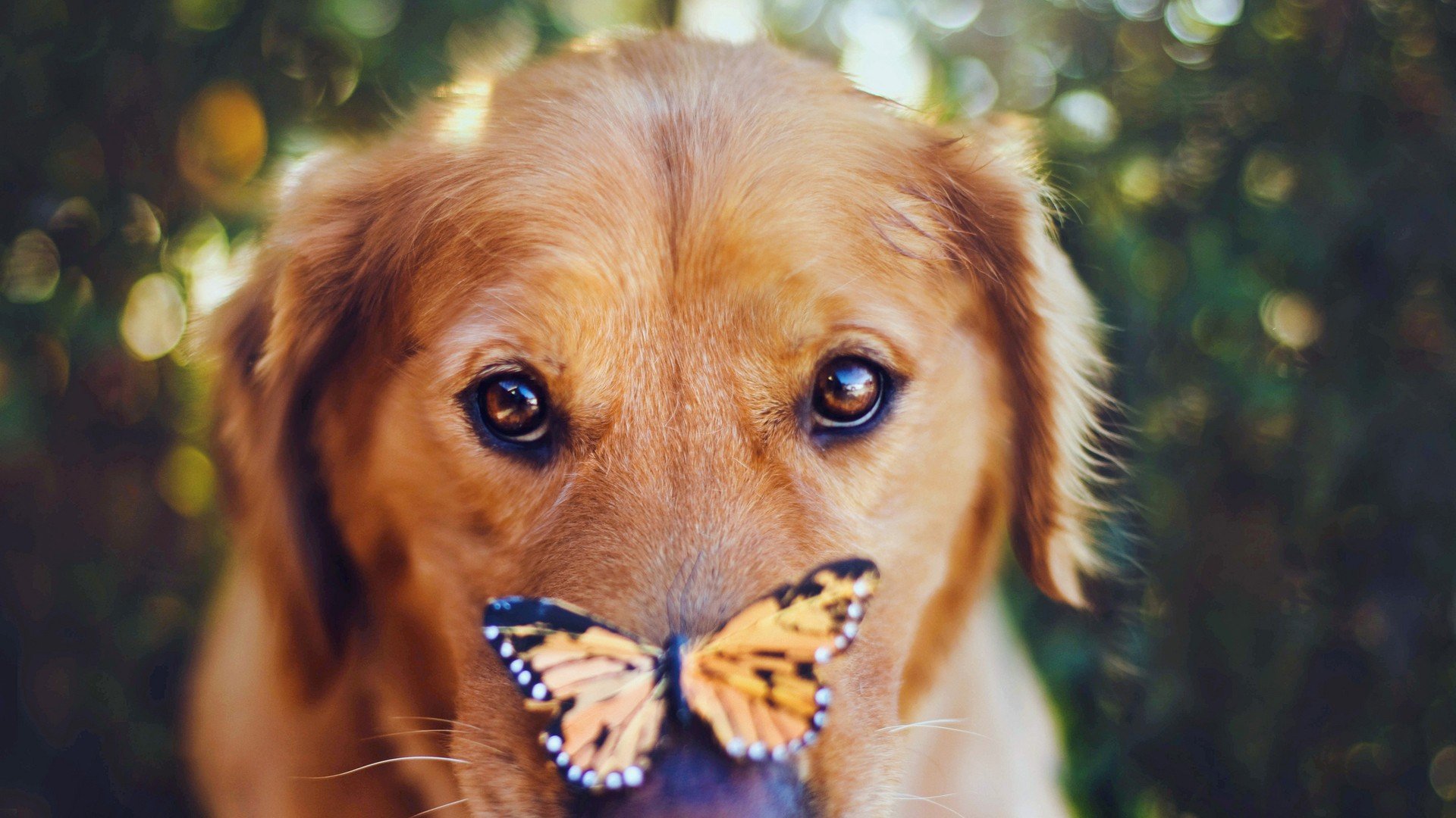 萌宠,动物,可爱,卖萌,狗,汪星人