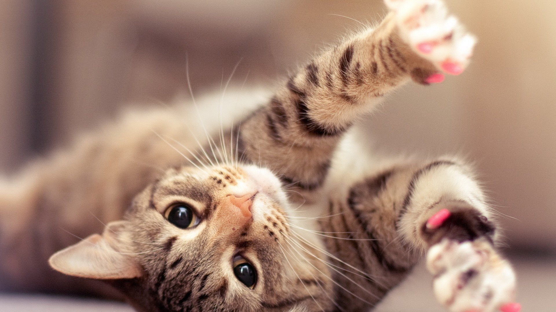 萌宠,动物,可爱,卖萌,猫咪,喵星人