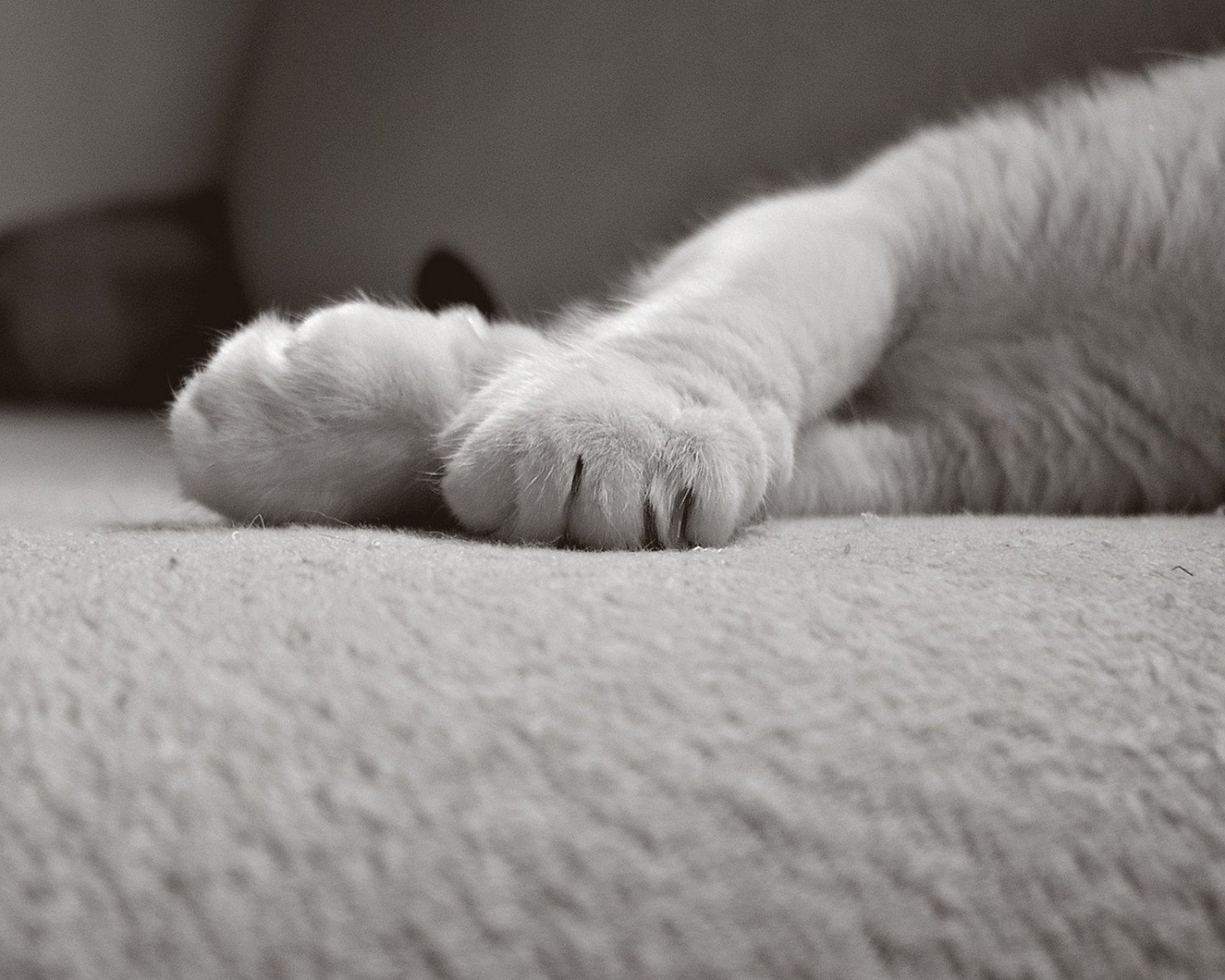 动物,萌宠,喵星人,猫咪,猫爪