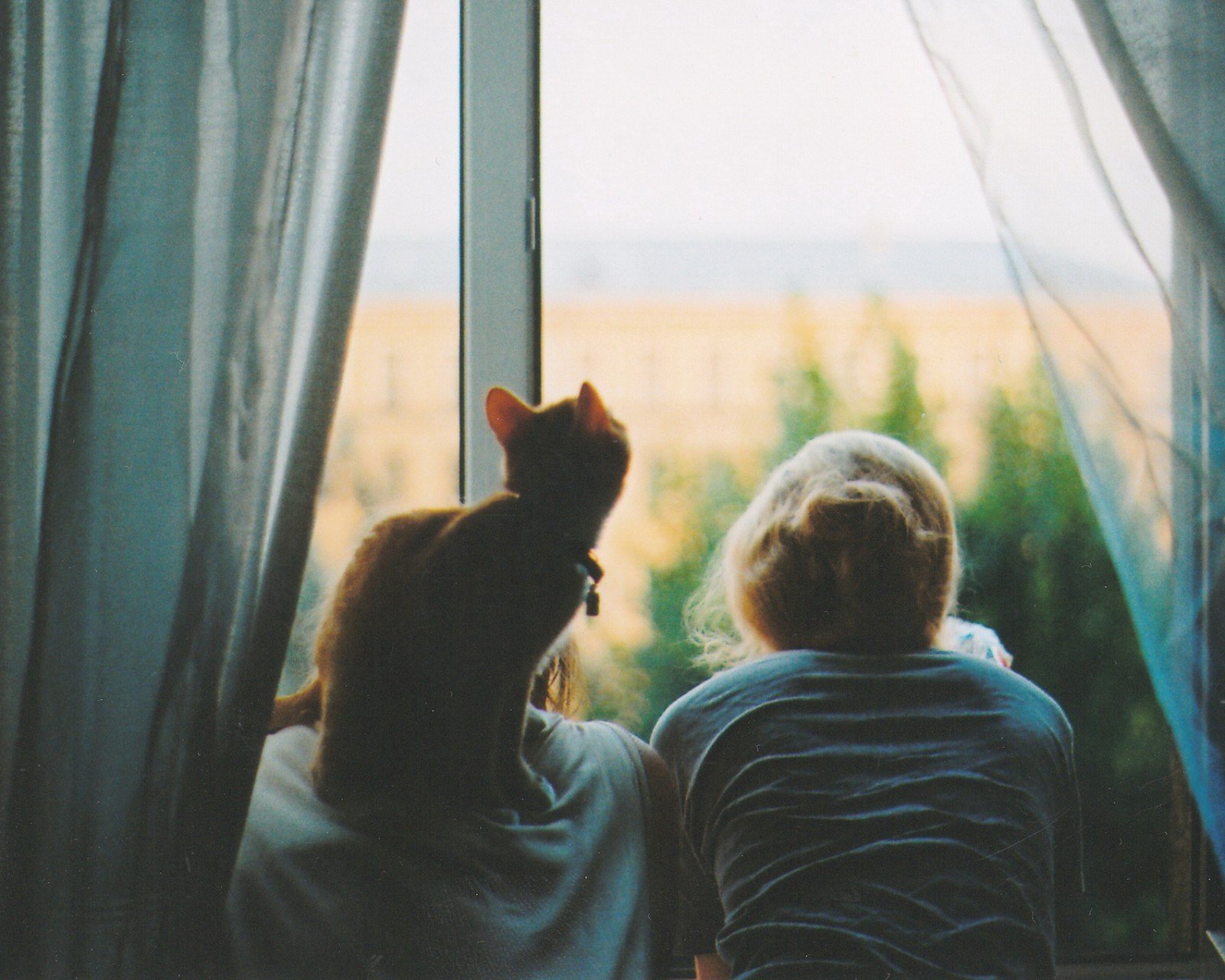 萌宠,动物,可爱,卖萌,猫咪,喵星人