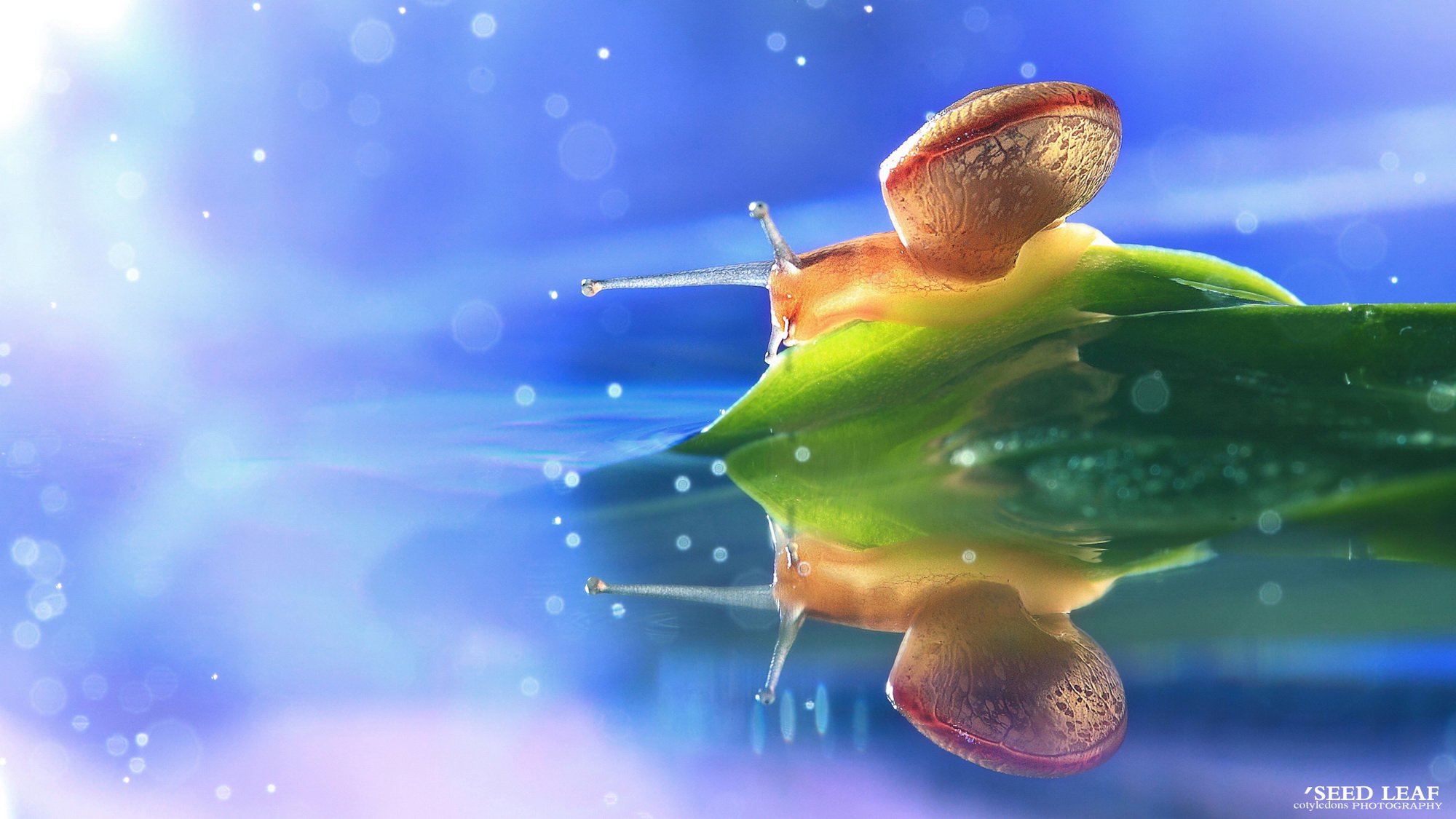 Seed,leaf摄影-蜗牛梦幻記,@SeedLeaf