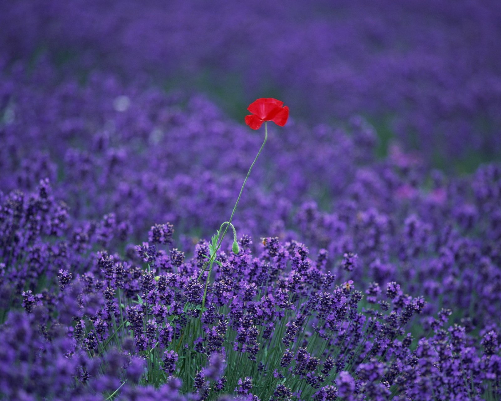 小清新,唯美,薰衣草,风景,植物,等待爱情,紫色
