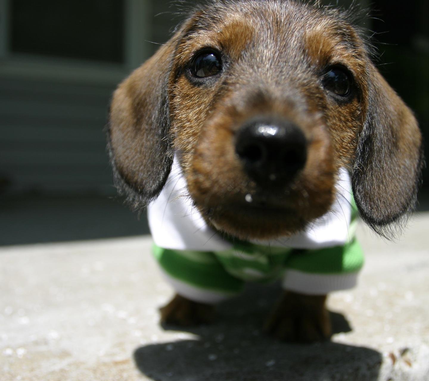 萌宠,动物,可爱,卖萌,狗,汪星人