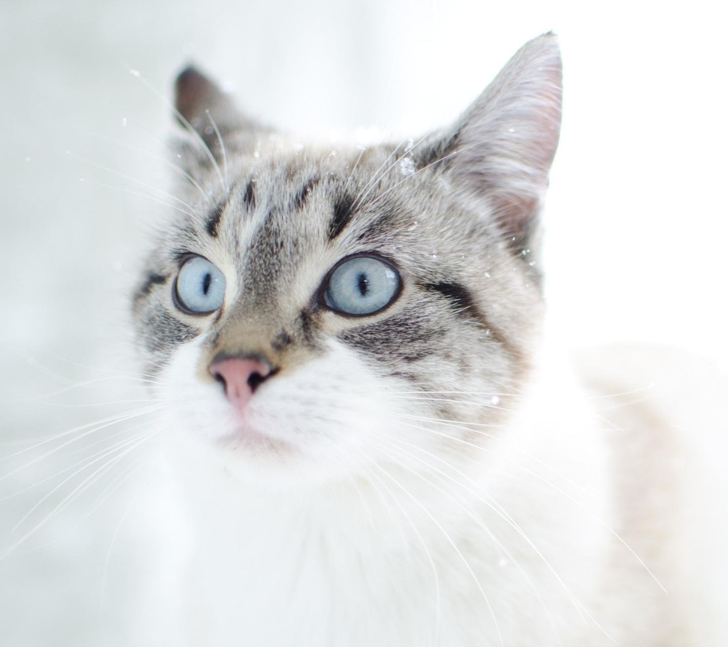 萌宠,动物,可爱,卖萌,猫咪,喵星人