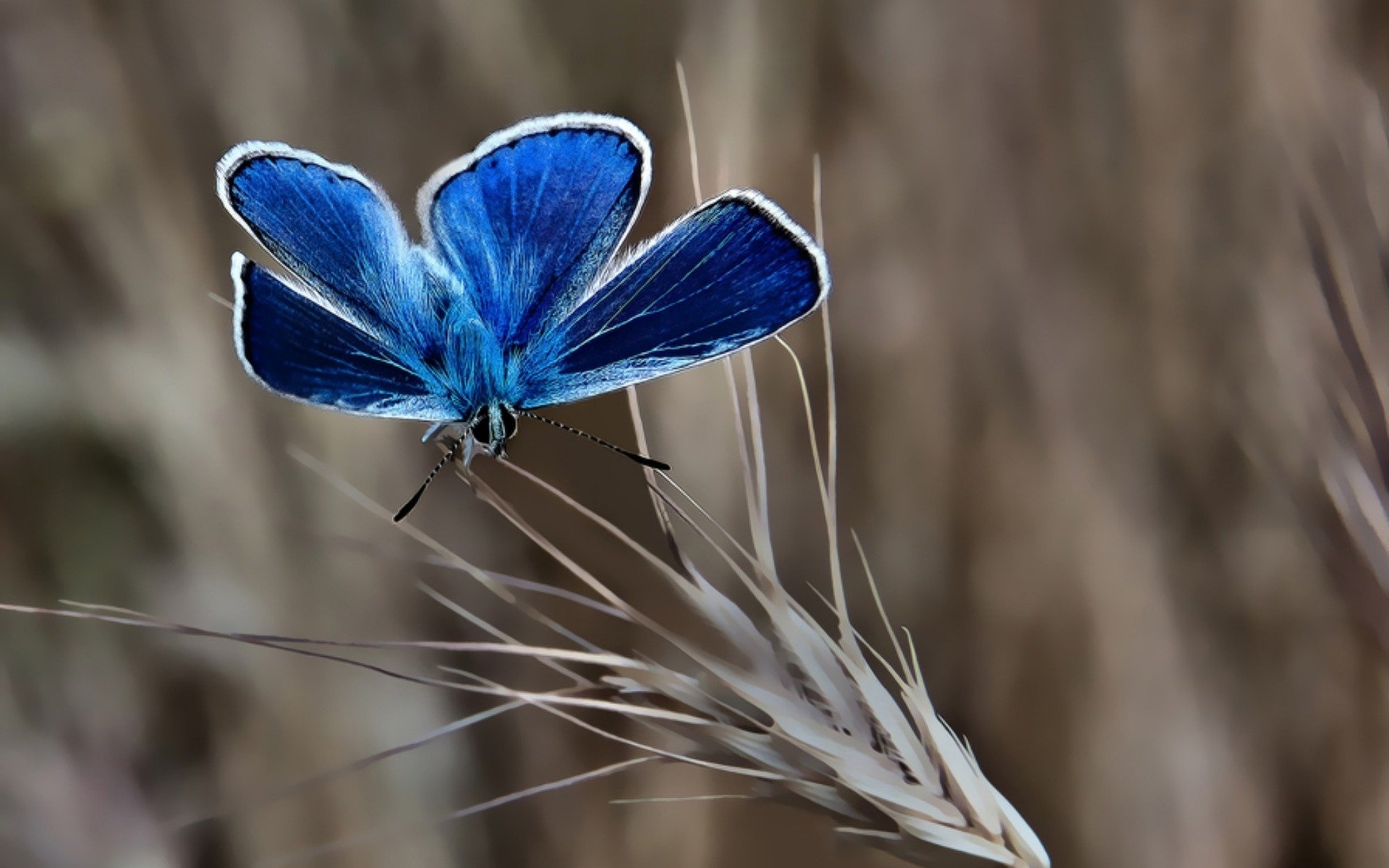 小清新,唯美,蝴蝶,飞舞,春天,动物