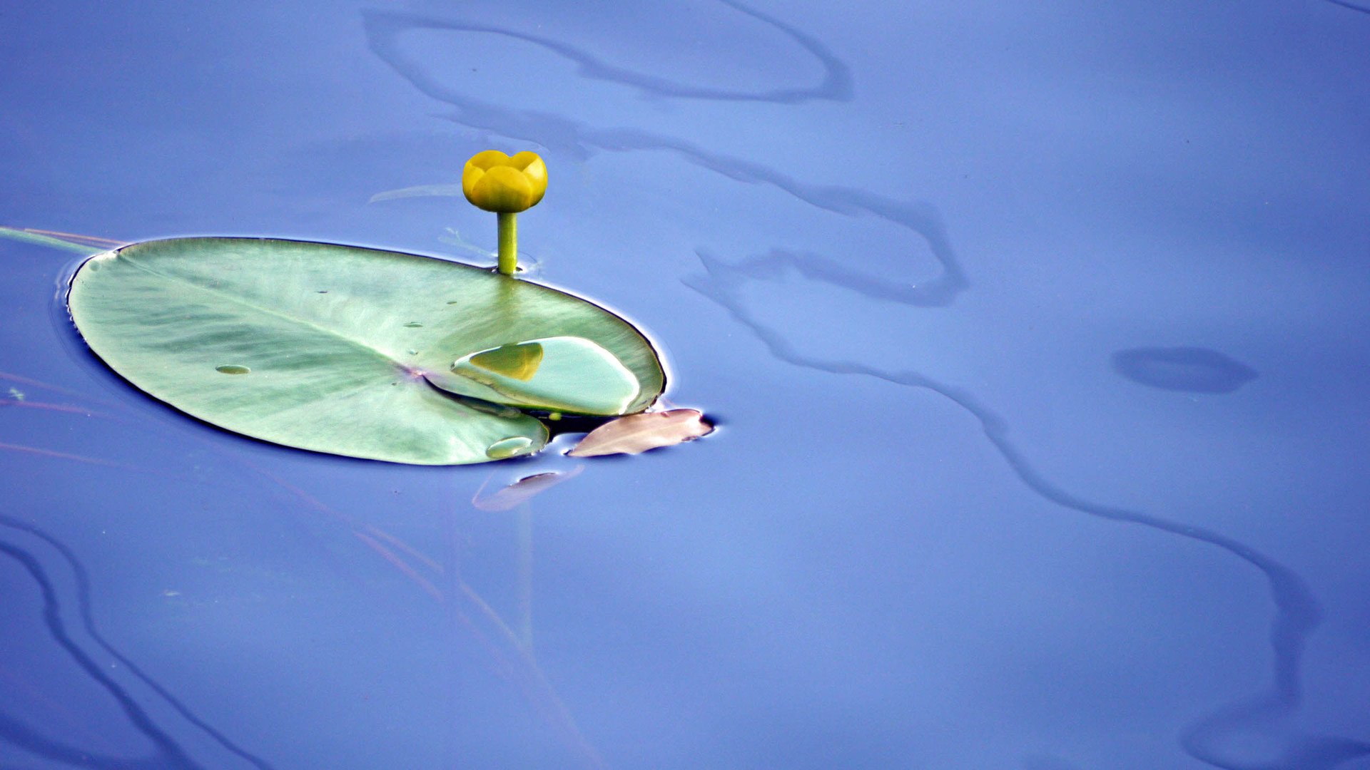 意境,荷花,河水,安静,宁静