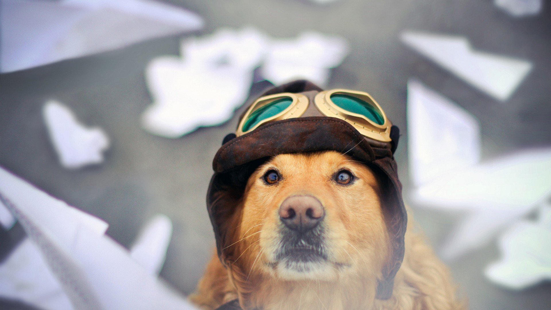 萌宠,动物,可爱,卖萌,狗,汪星人