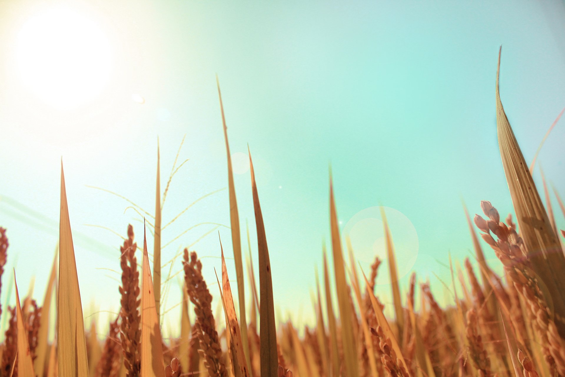 风景,自然风光,意境麦苗,麦田,清新