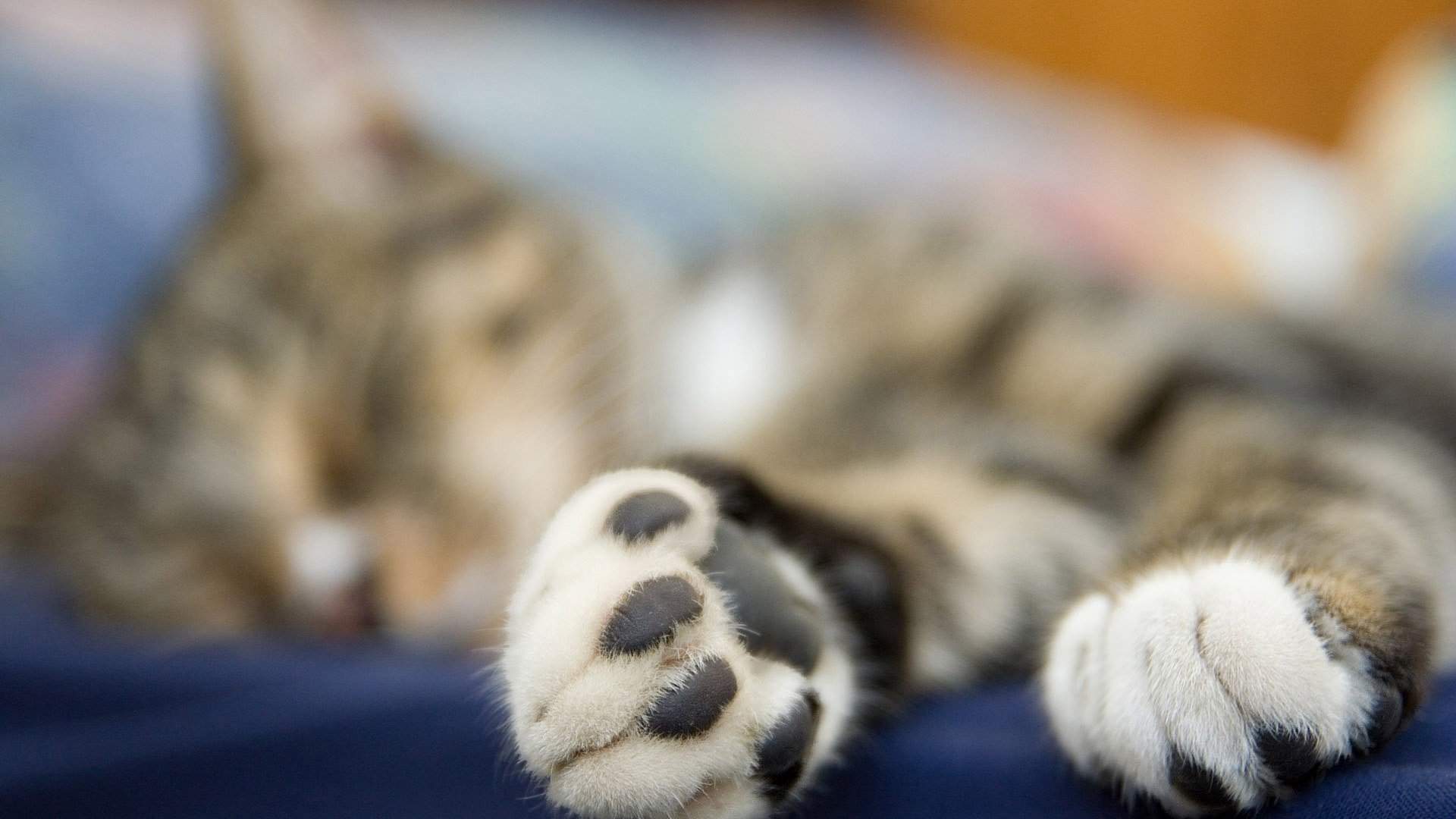 动物,萌宠,喵星人,猫咪,猫爪