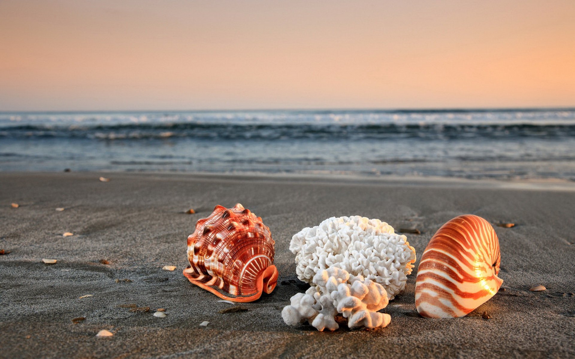 小清新,唯美,静物写真,物语,大海,海边,海螺,沙滩,贝壳