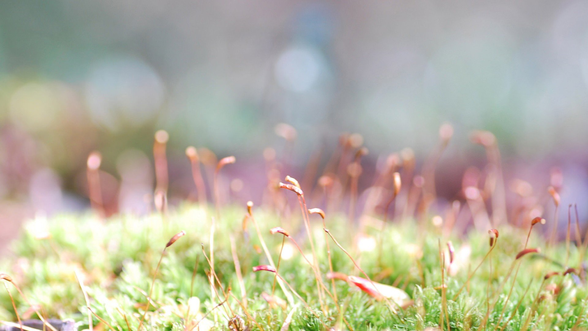 小清新,唯美,温馨,安静