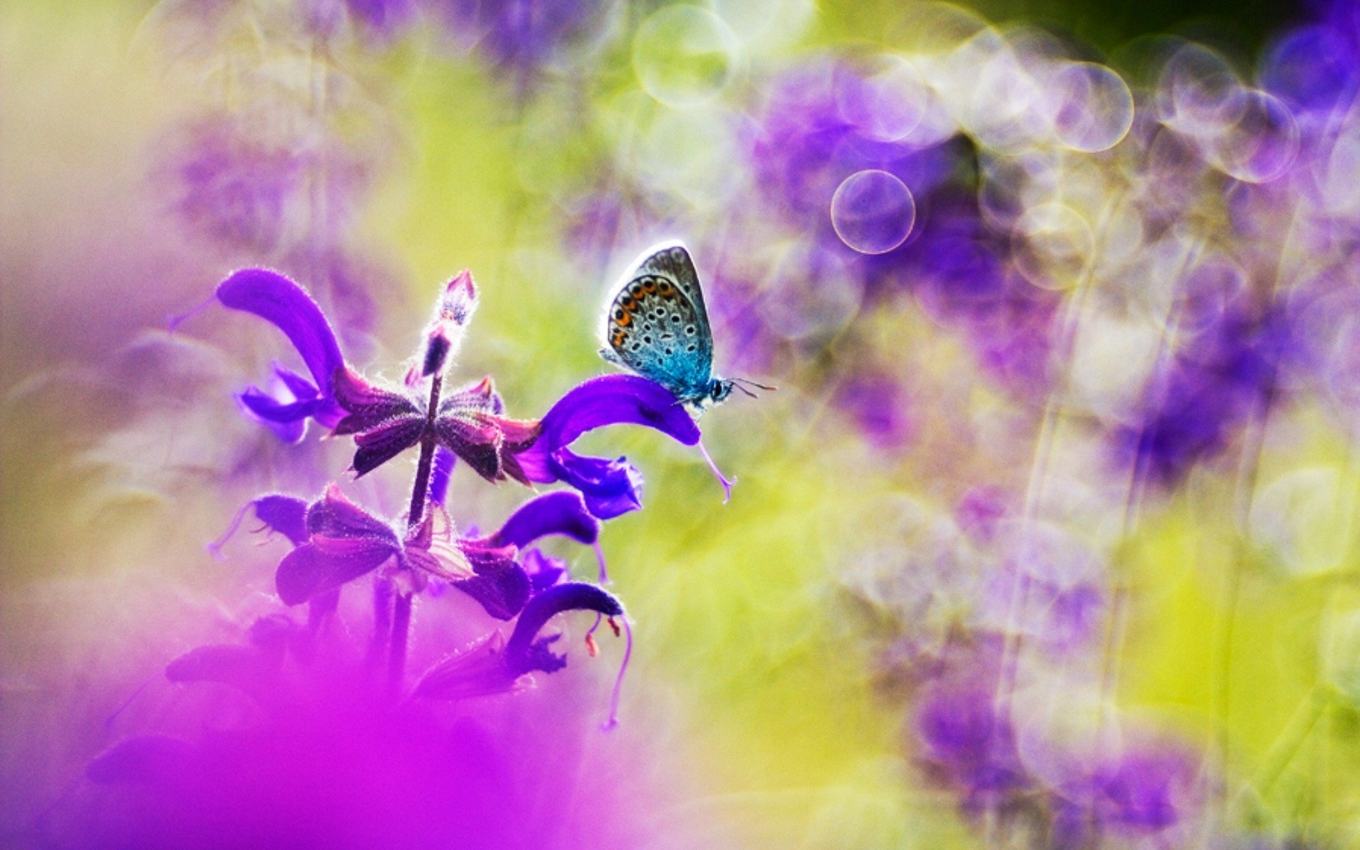 小清新,唯美,蝴蝶,飞舞,春天,动物