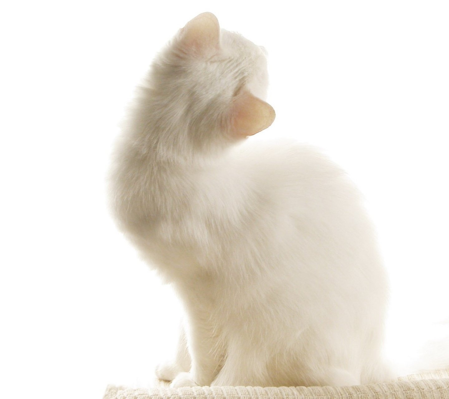 萌宠,动物,可爱,卖萌,猫咪,喵星人