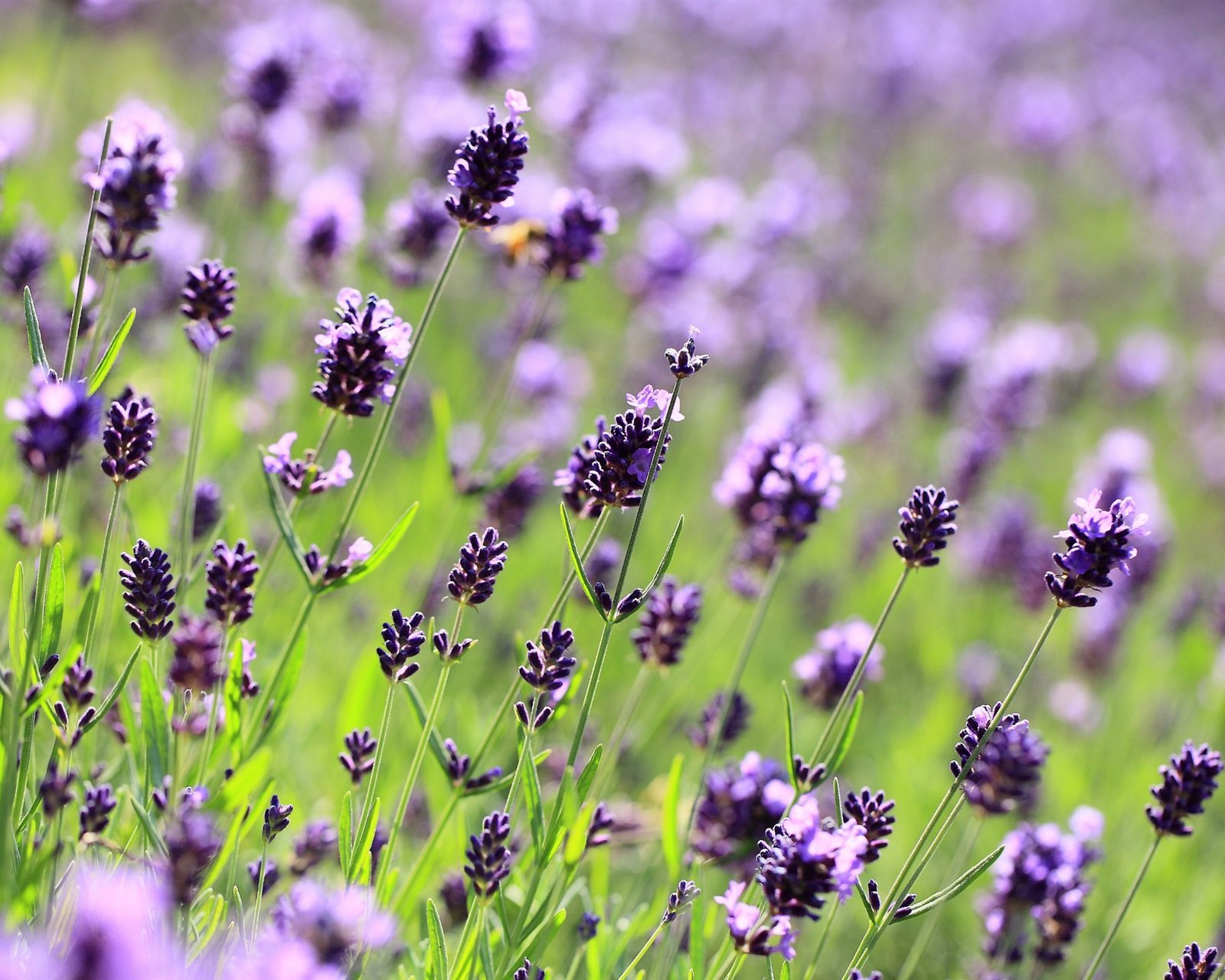 小清新,唯美,薰衣草,风景,植物,等待爱情,紫色