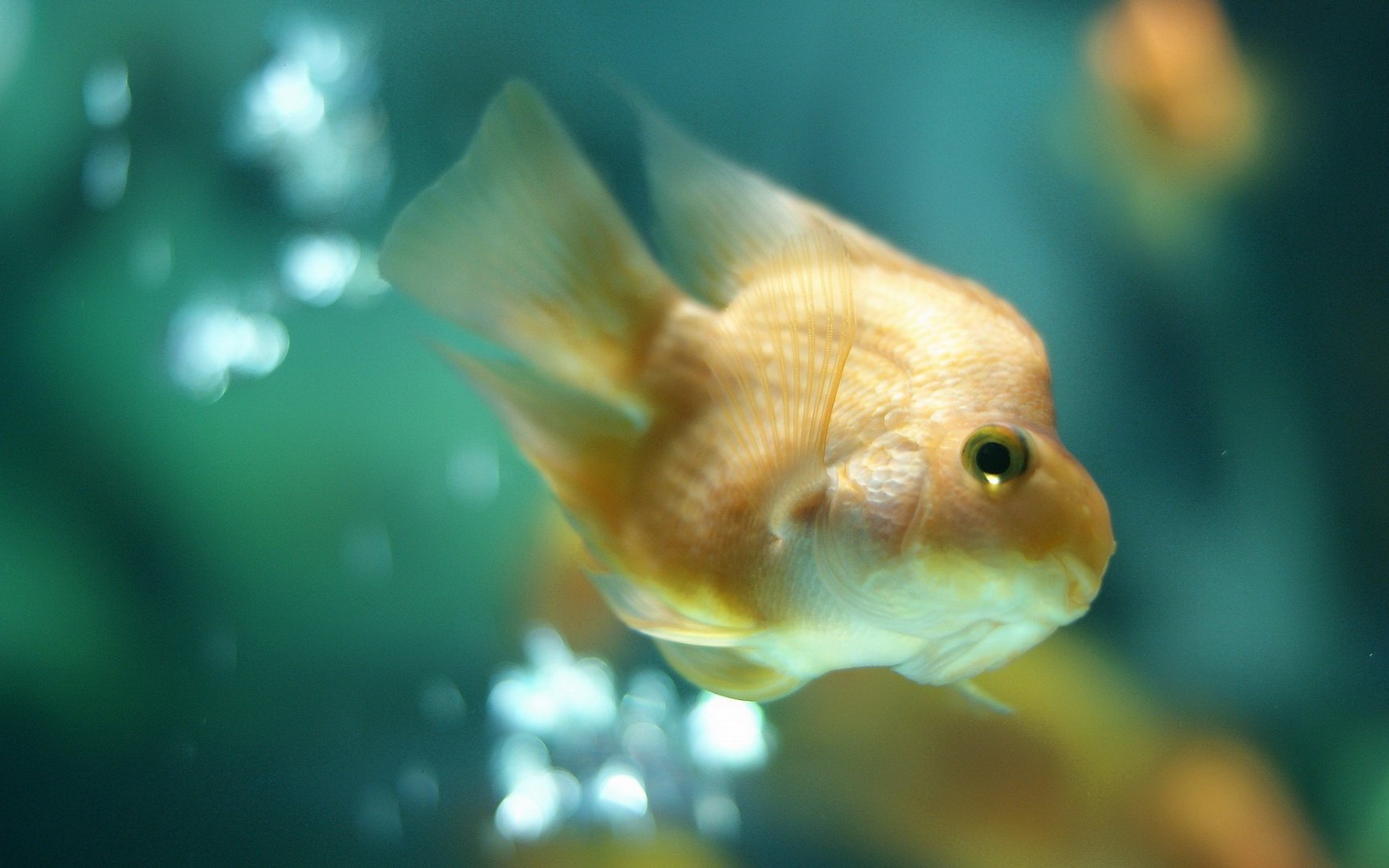 动物,海底世界,海洋生物