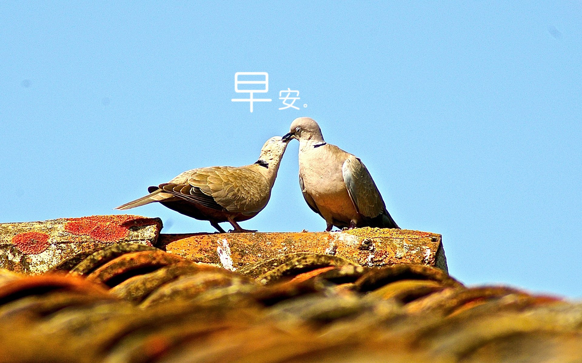 小清新,唯美,早安,温暖,温馨,幸福,鸽子