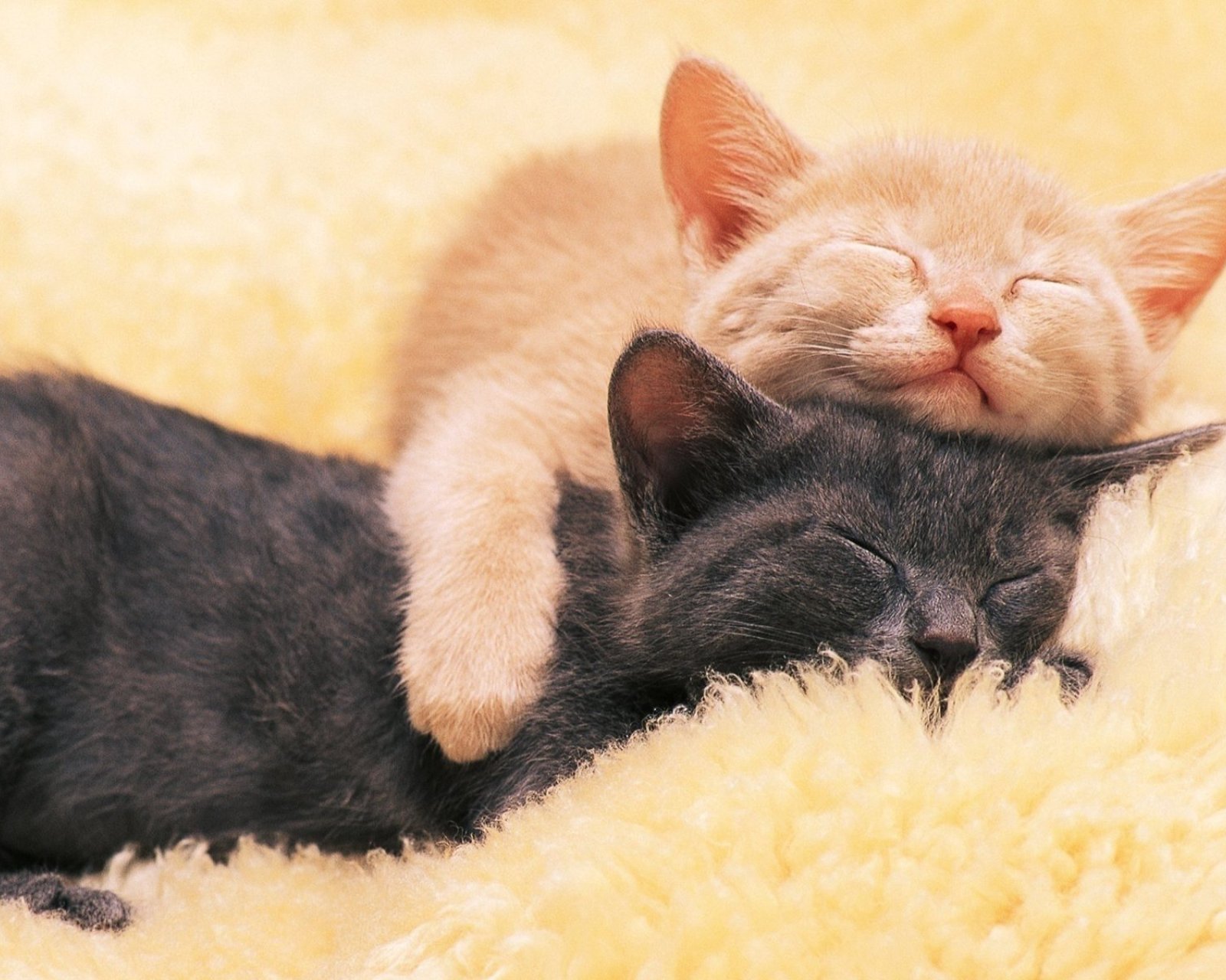 萌宠,动物,可爱,卖萌,猫咪,喵星人