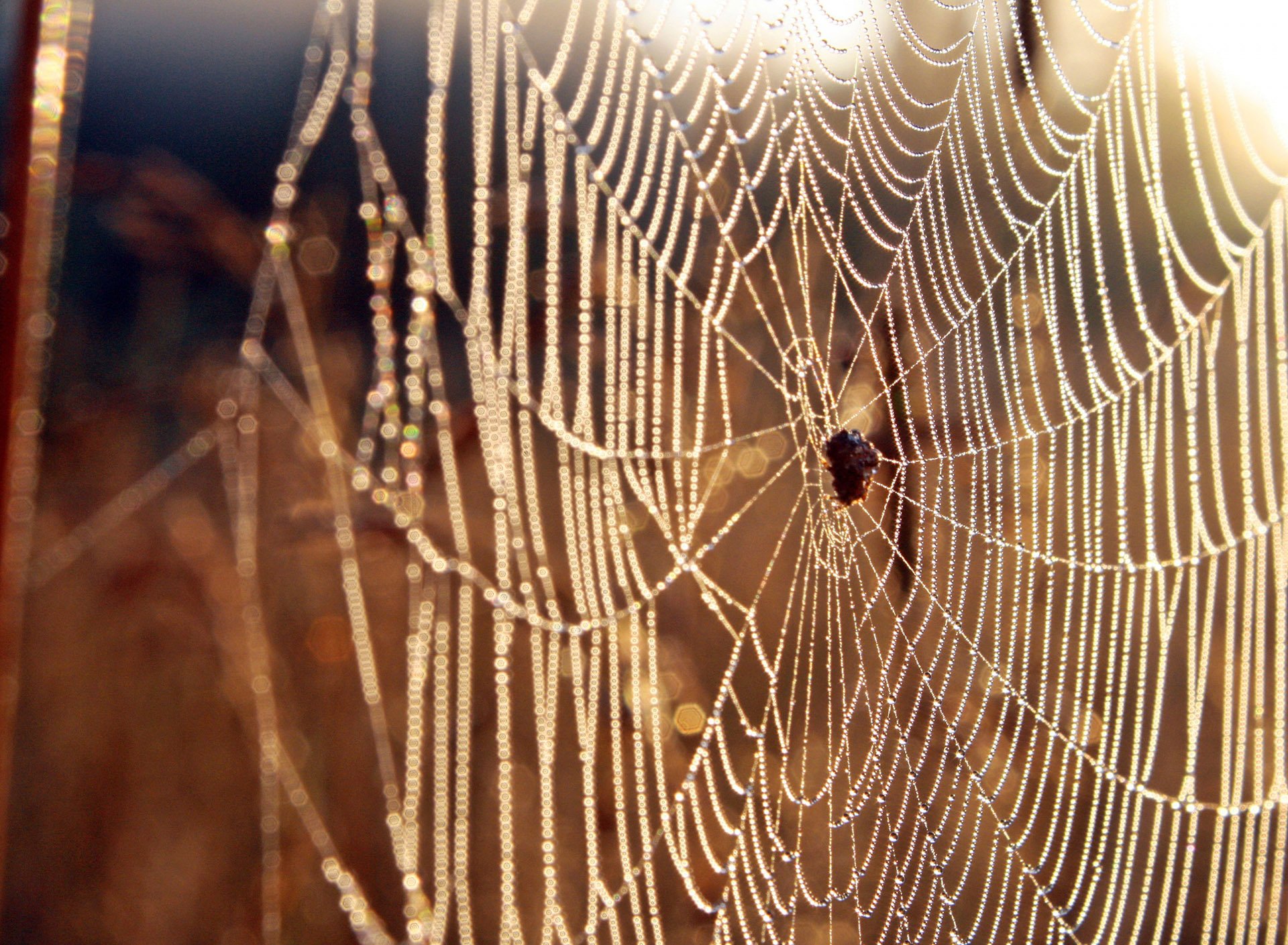 风景,自然风光,夏季,蛛丝,网,蛛网
