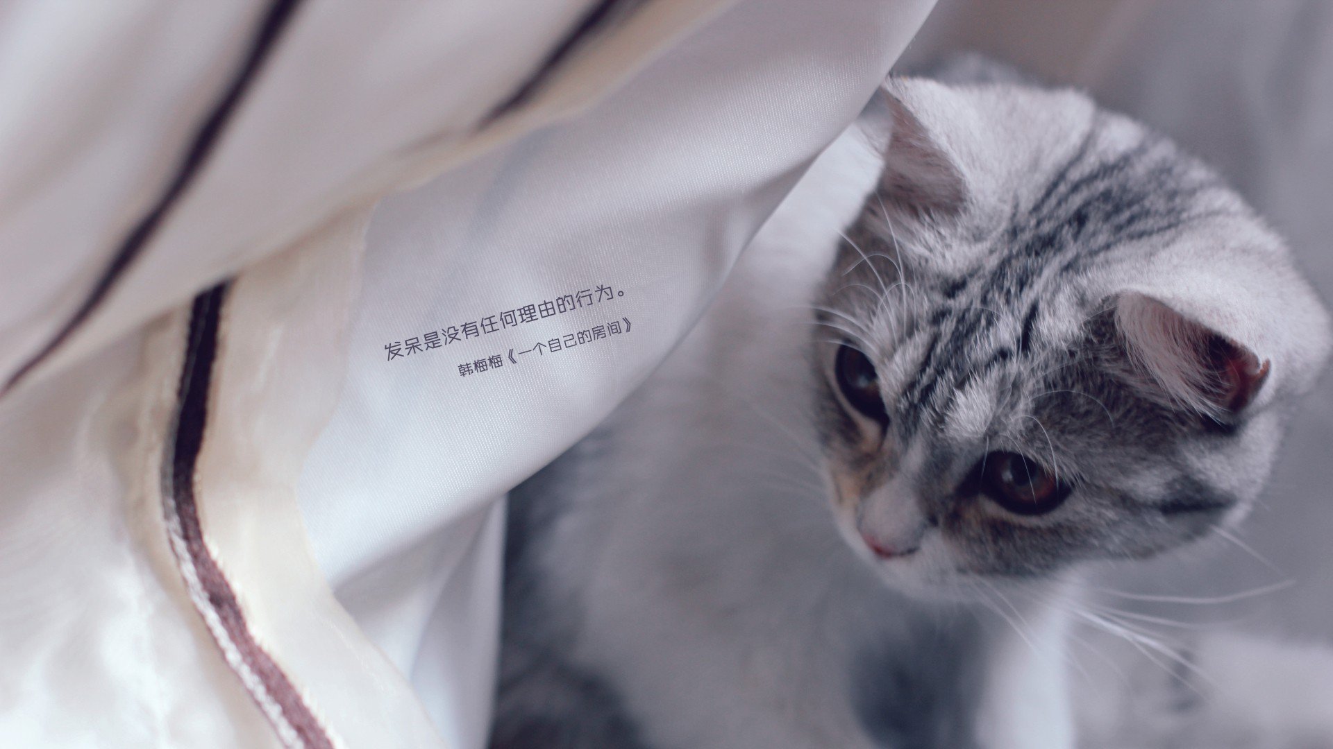 萌宠,动物,可爱,卖萌,猫咪,喵星人