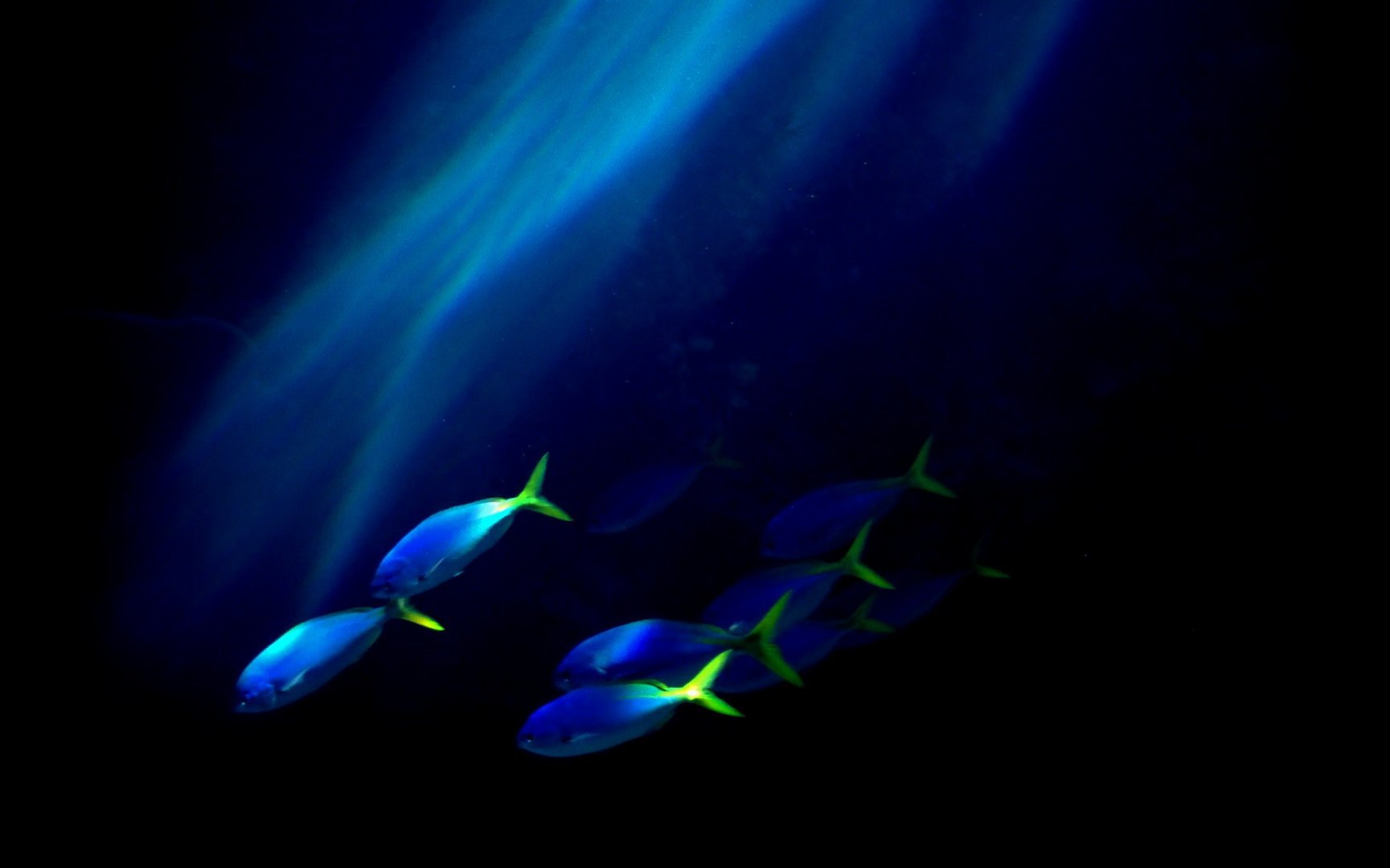 动物,海底世界,海洋生物