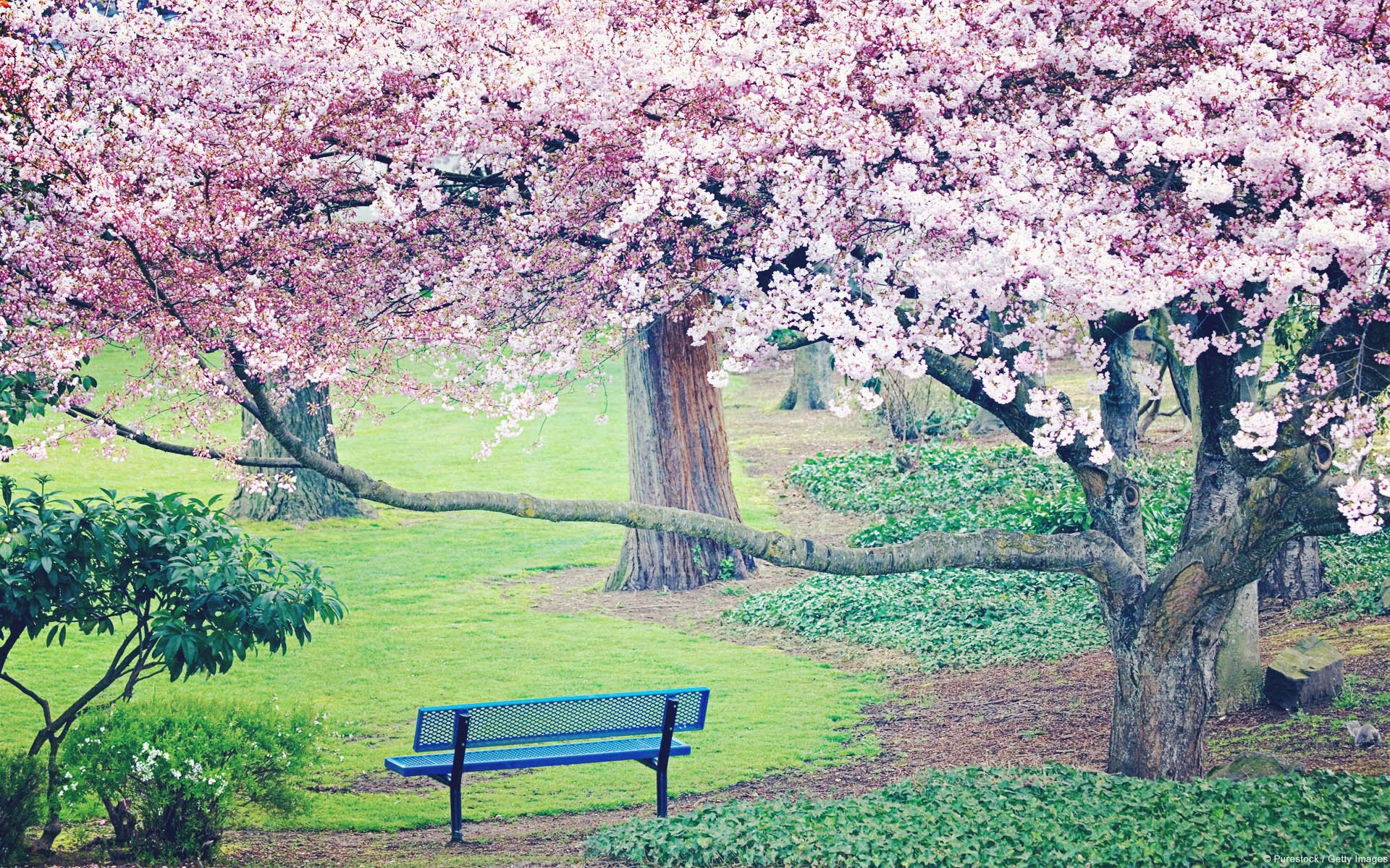 小清新,唯美,温馨,安静,花