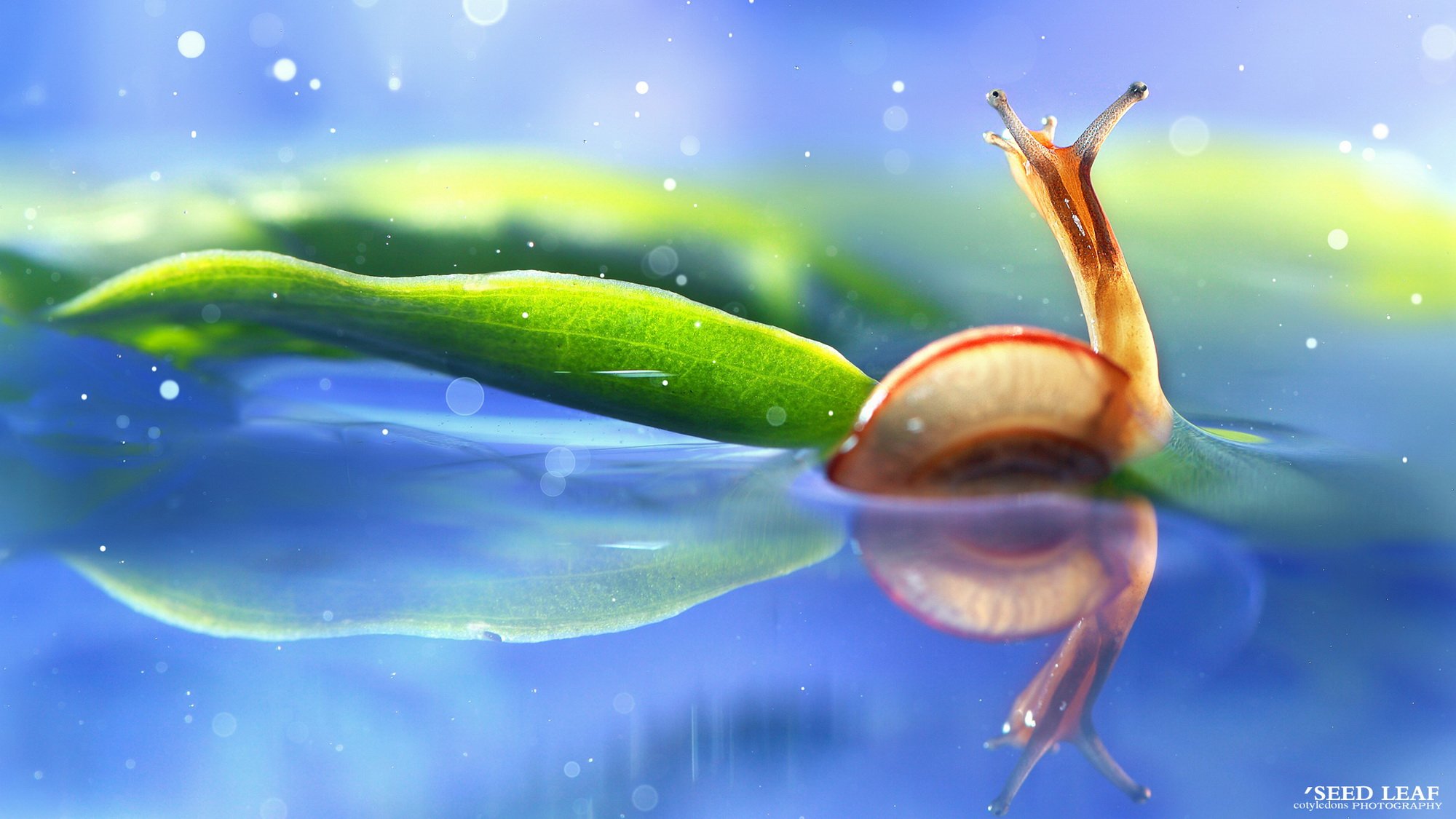 Seed,leaf摄影-蜗牛梦幻記,@SeedLeaf