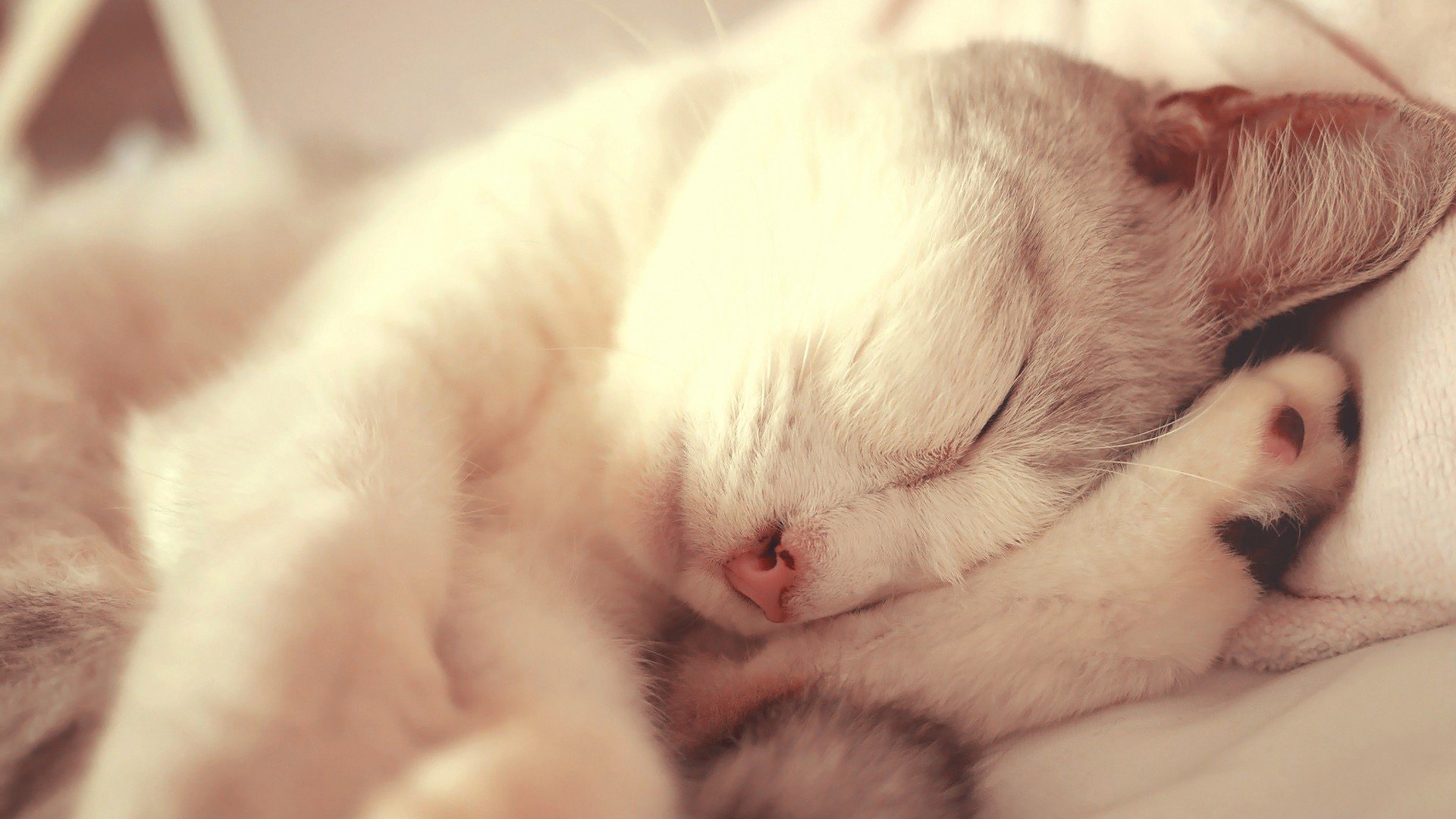 萌宠,动物,可爱,卖萌,猫咪,喵星人