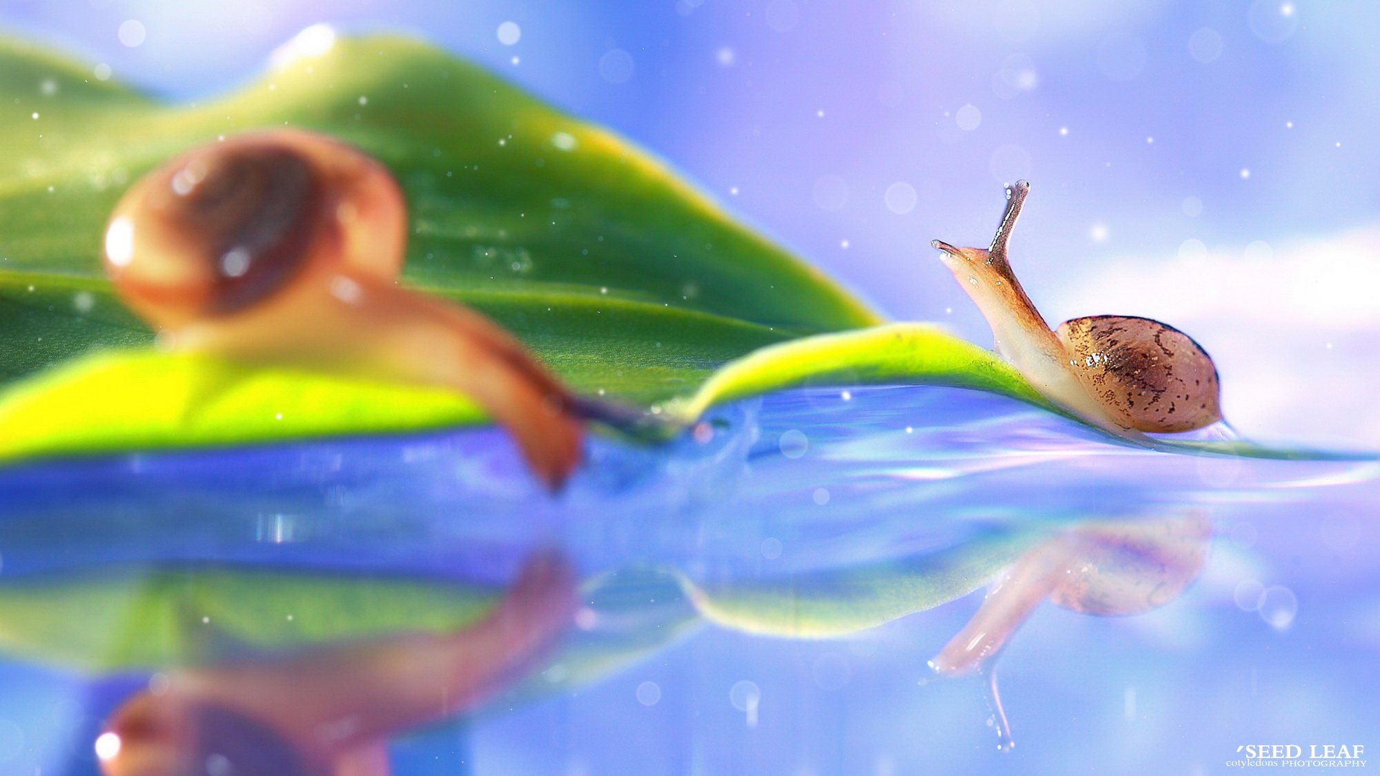 Seed,leaf摄影-蜗牛梦幻記,@SeedLeaf