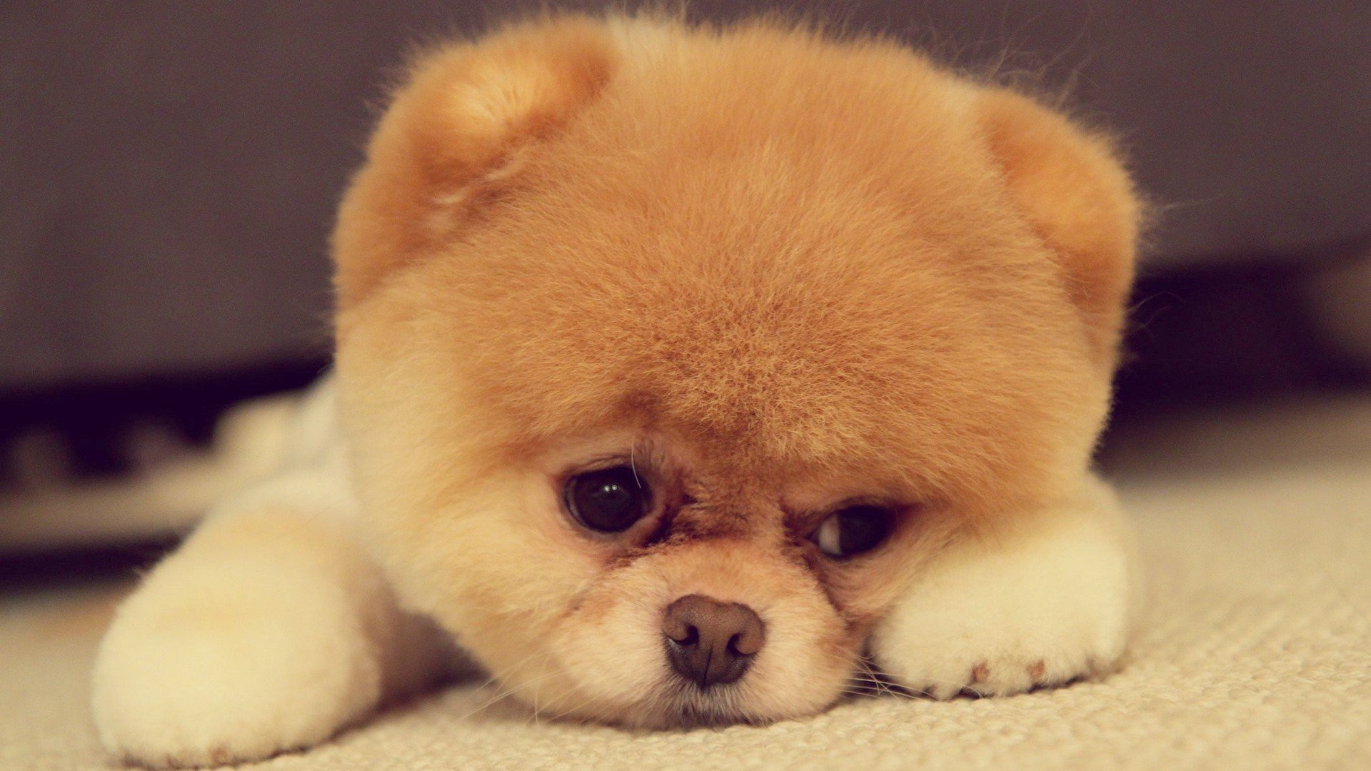 萌宠,动物,可爱,卖萌,狗,汪星人