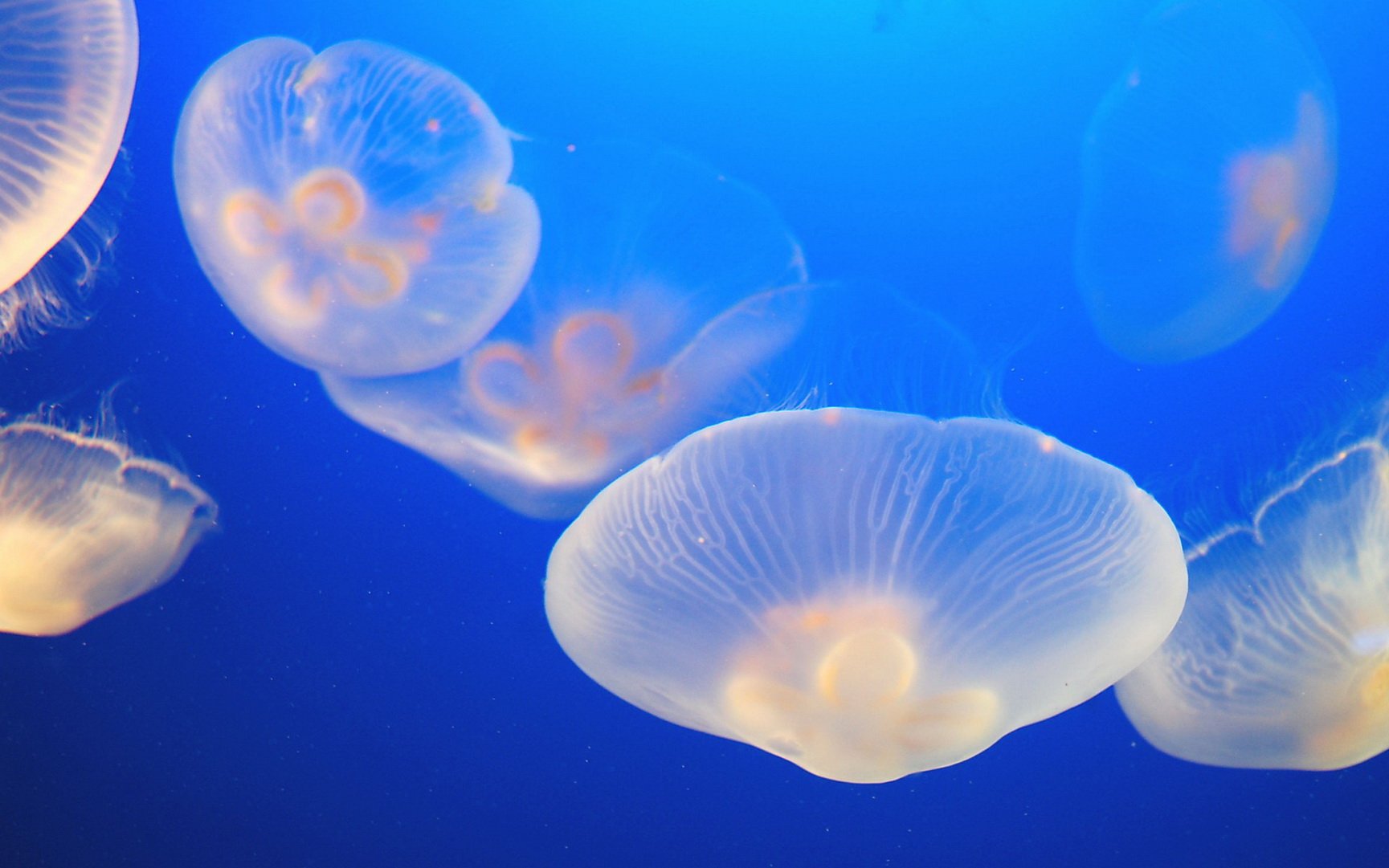 动物,海底世界,海洋生物