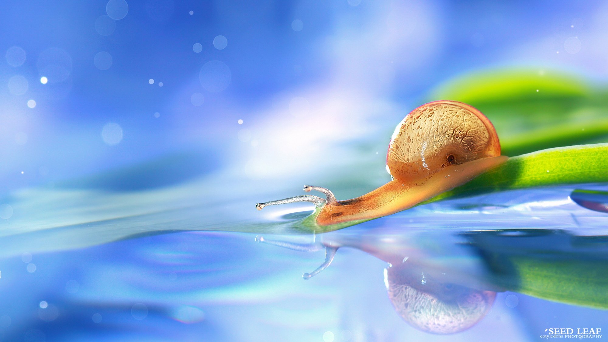 Seed,leaf摄影-蜗牛梦幻記,@SeedLeaf
