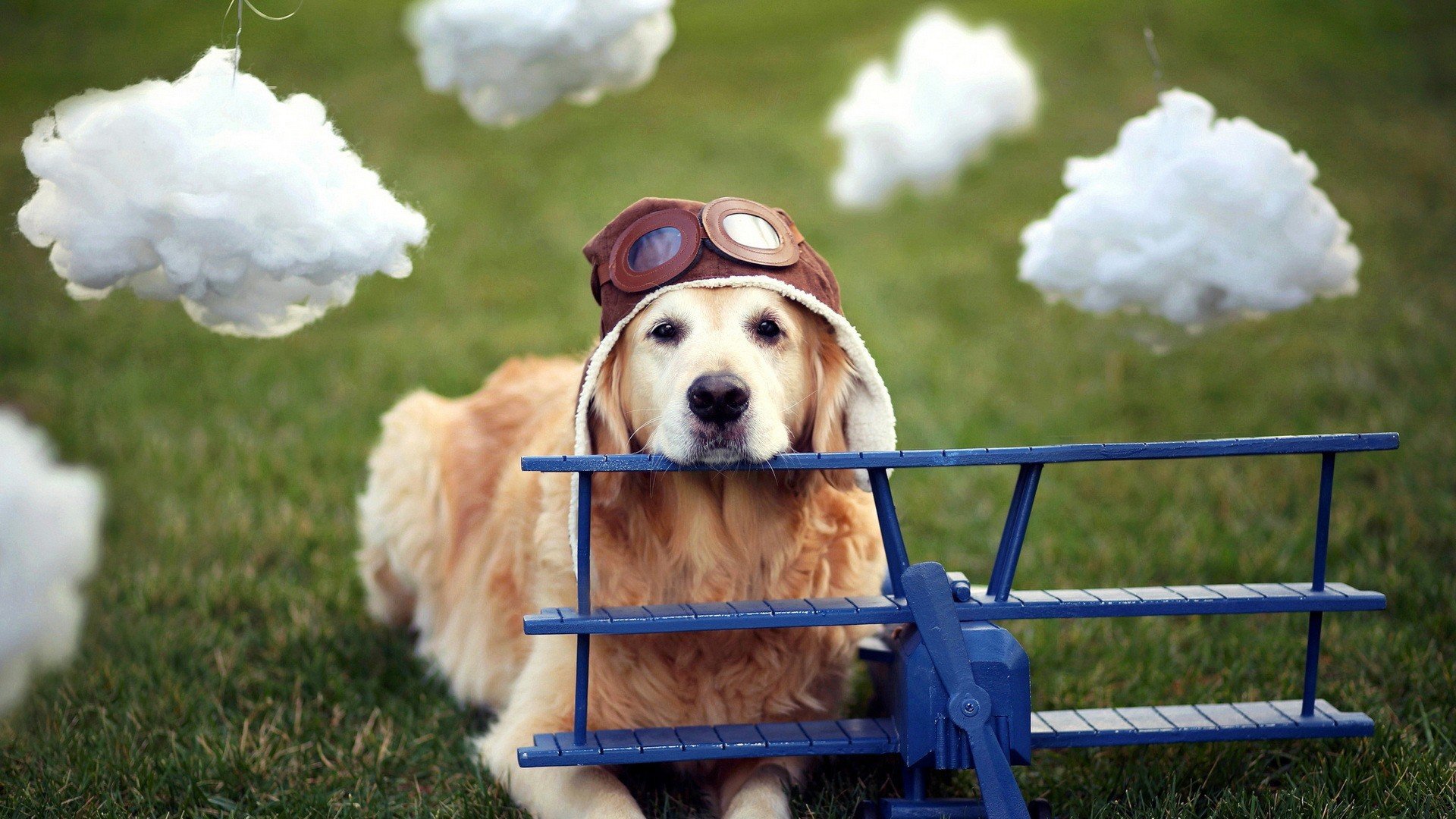 萌宠,动物,可爱,卖萌,狗,汪星人