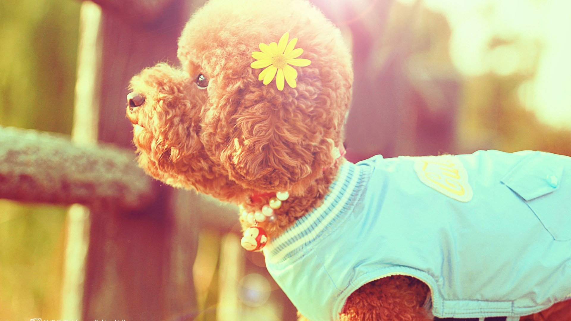 萌宠,动物,可爱,卖萌,狗,汪星人