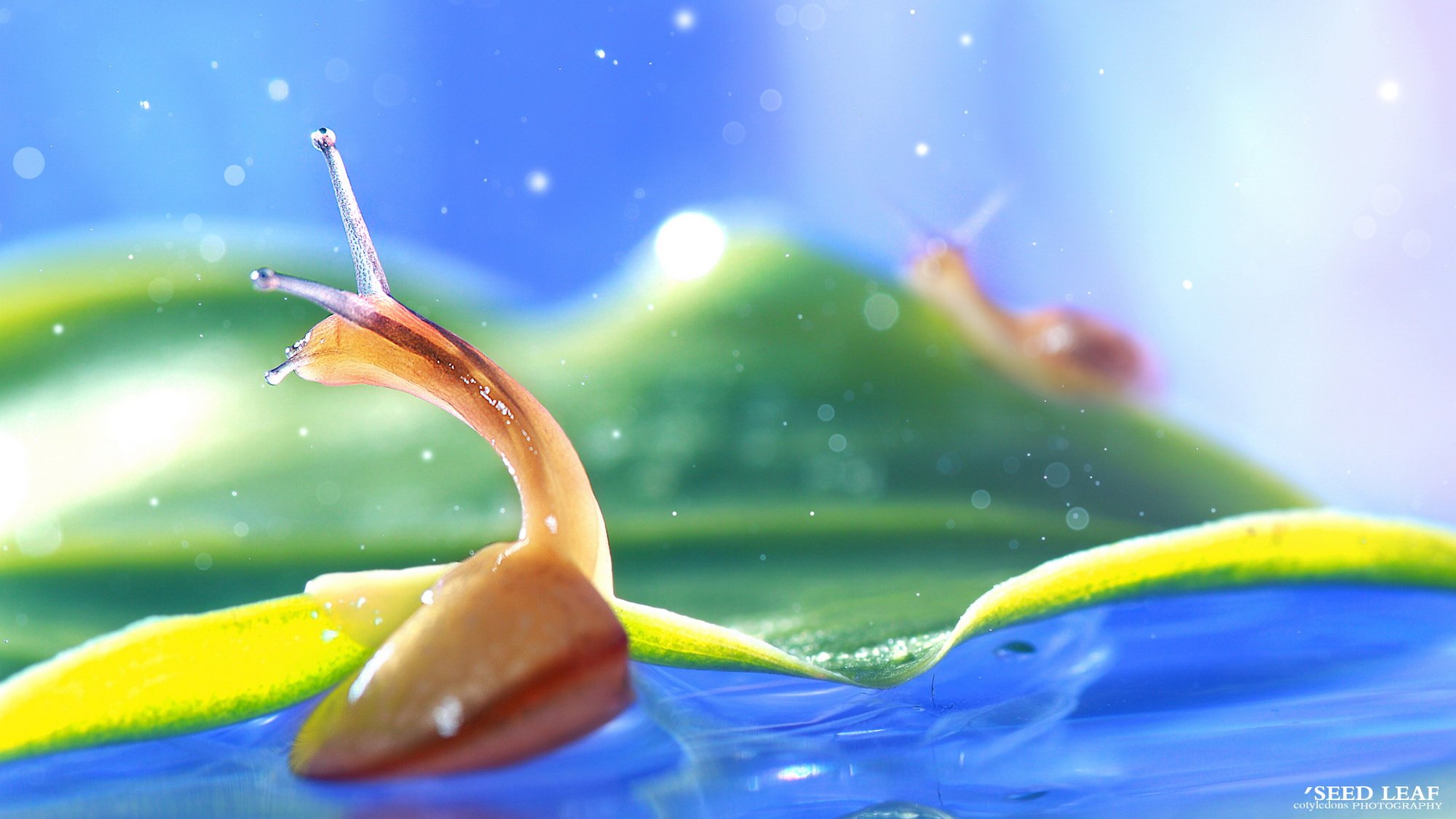 Seed,leaf摄影-蜗牛梦幻記,@SeedLeaf