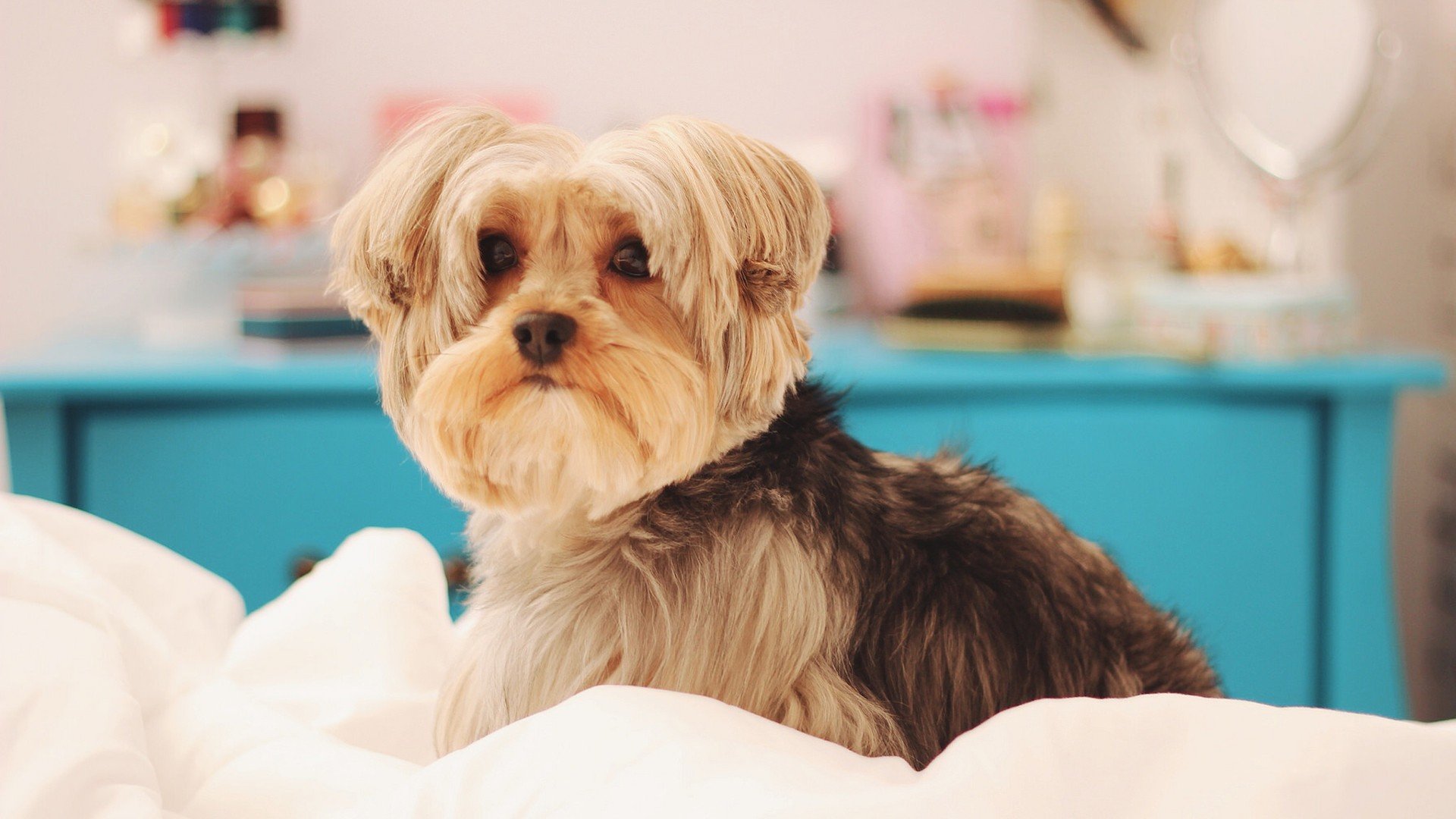 萌宠,动物,可爱,卖萌,狗,汪星人