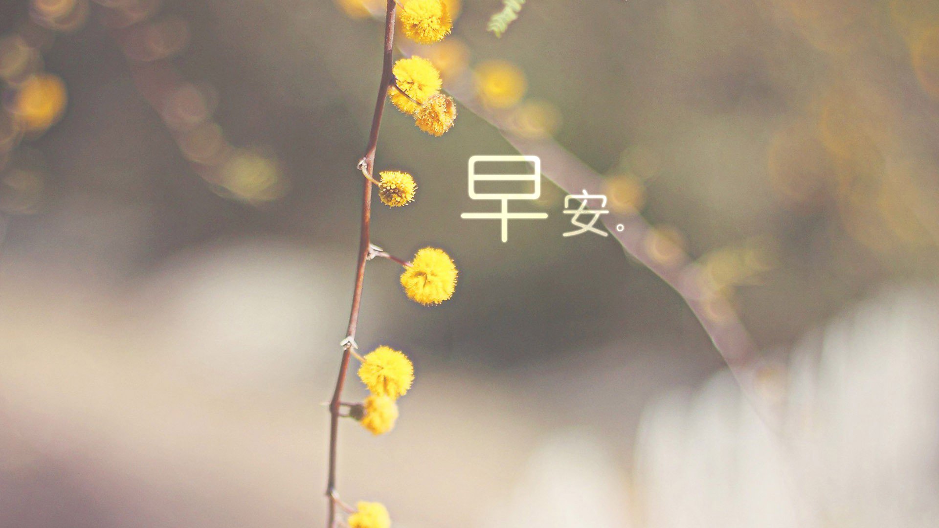 文字,文字控,语录,早安,清新,小清新,花