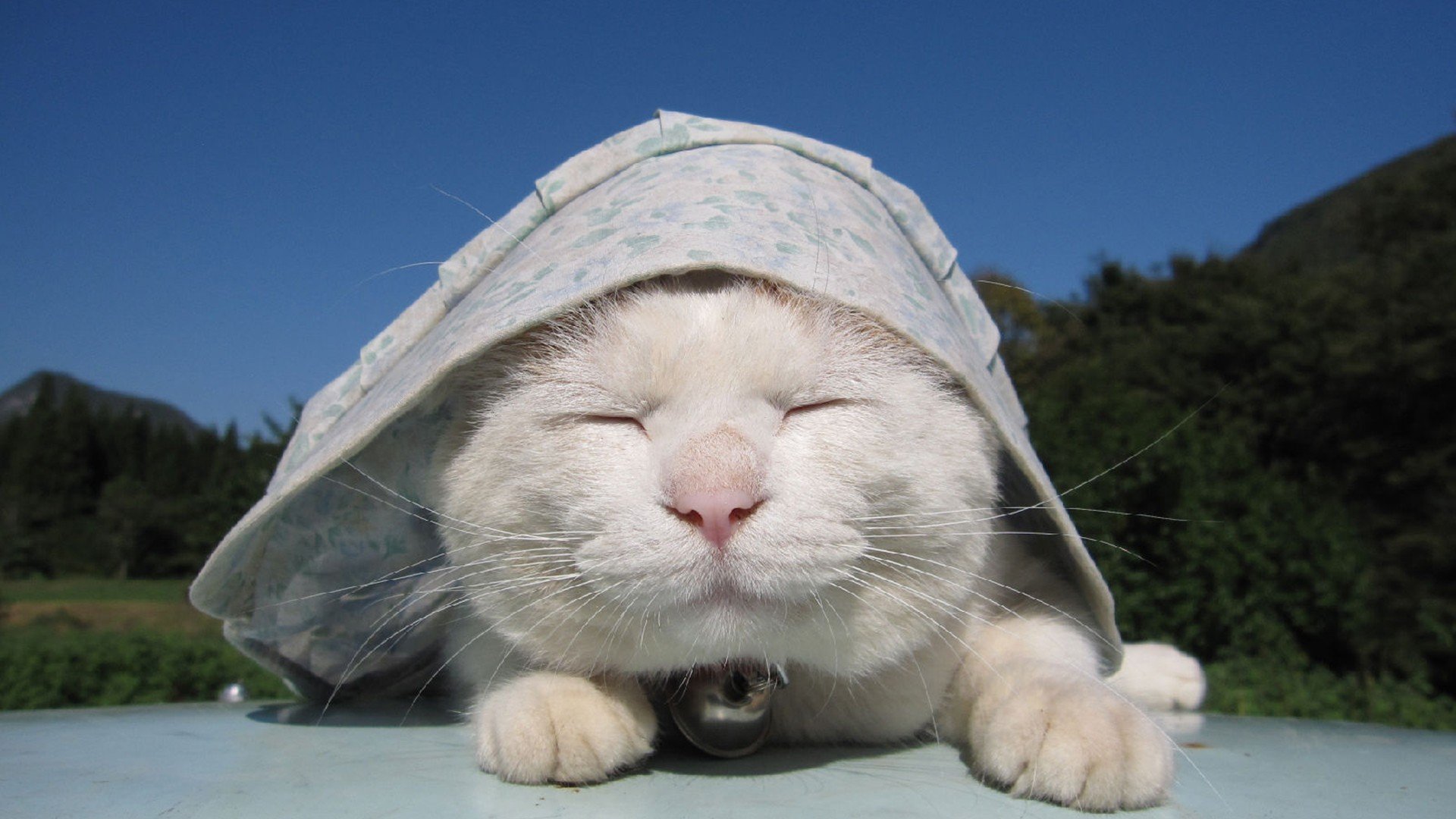 萌宠,动物,可爱,卖萌,猫咪,喵星人