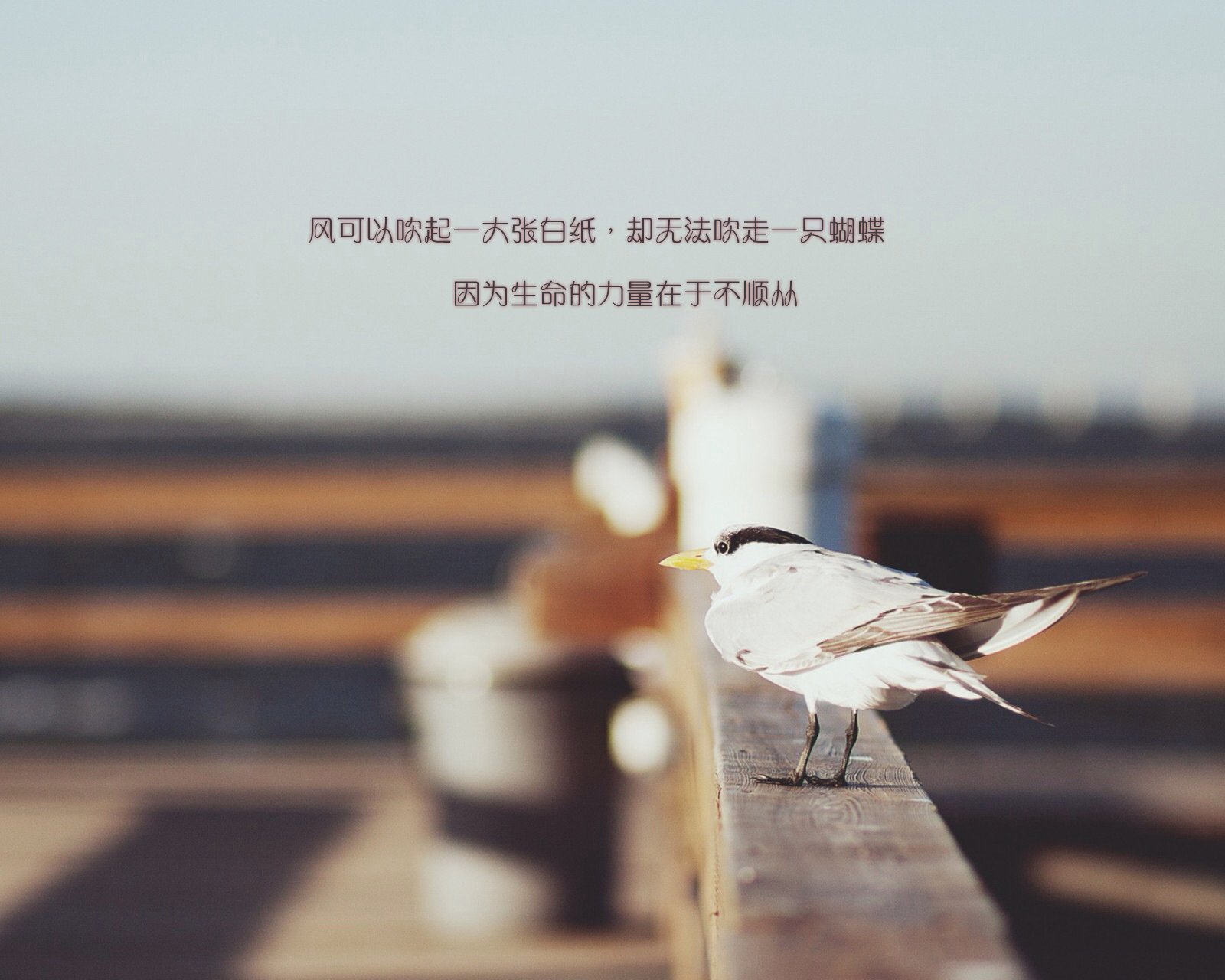 文字,文字控,语录,鸟,风景,安静,宁静