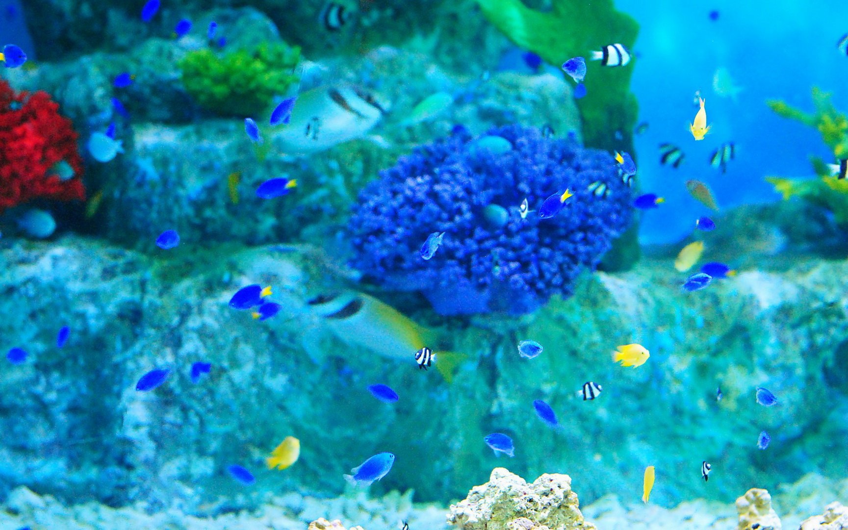 动物,海底世界,海洋生物